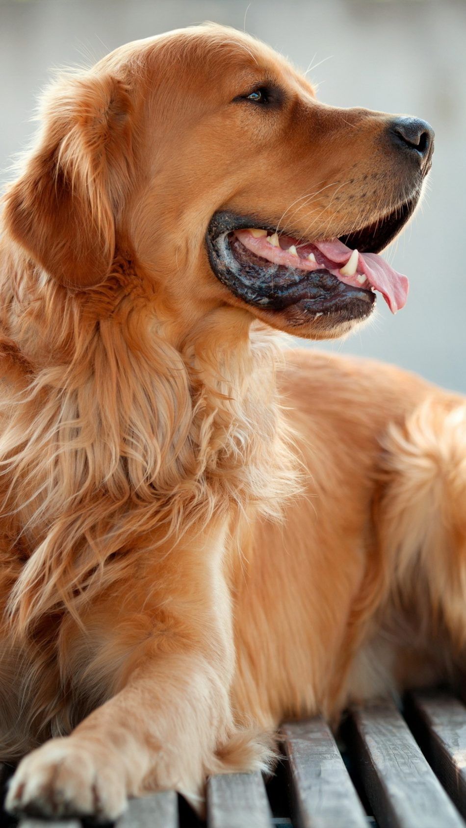 Golden Retriever Hd Hawkeye Wallpapers