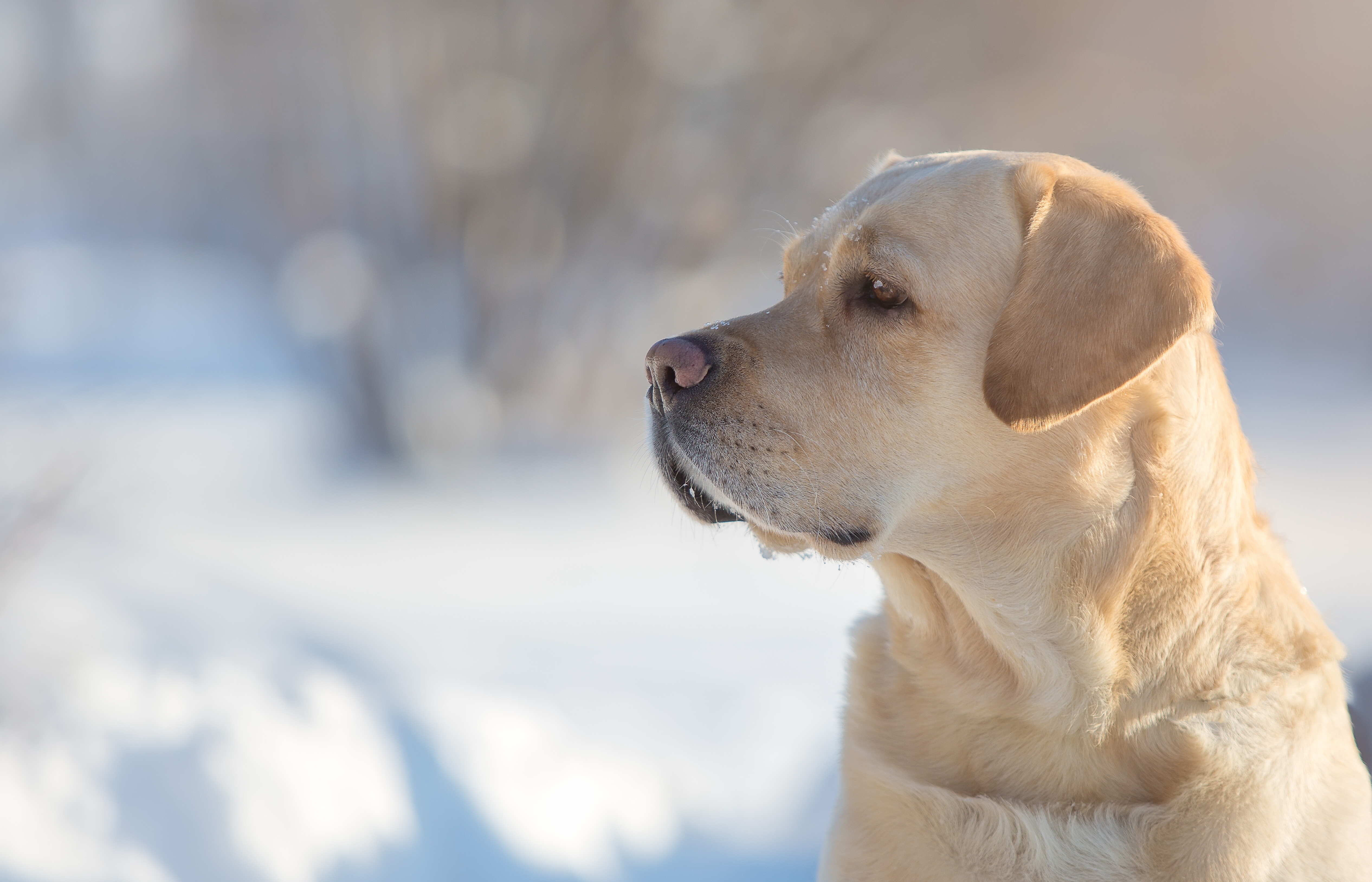 Golden Retriever Hd Hawkeye Wallpapers