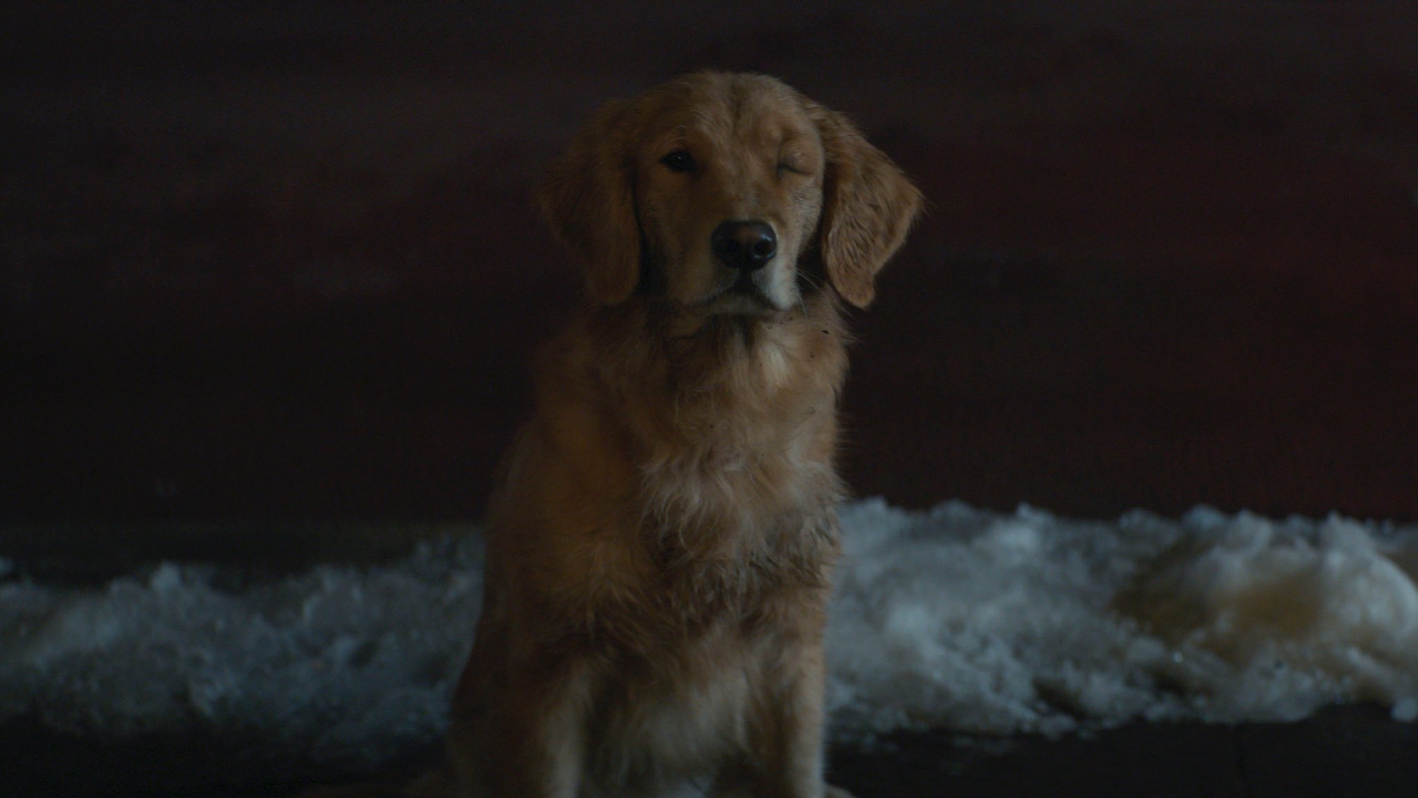 Golden Retriever Hd Hawkeye Wallpapers