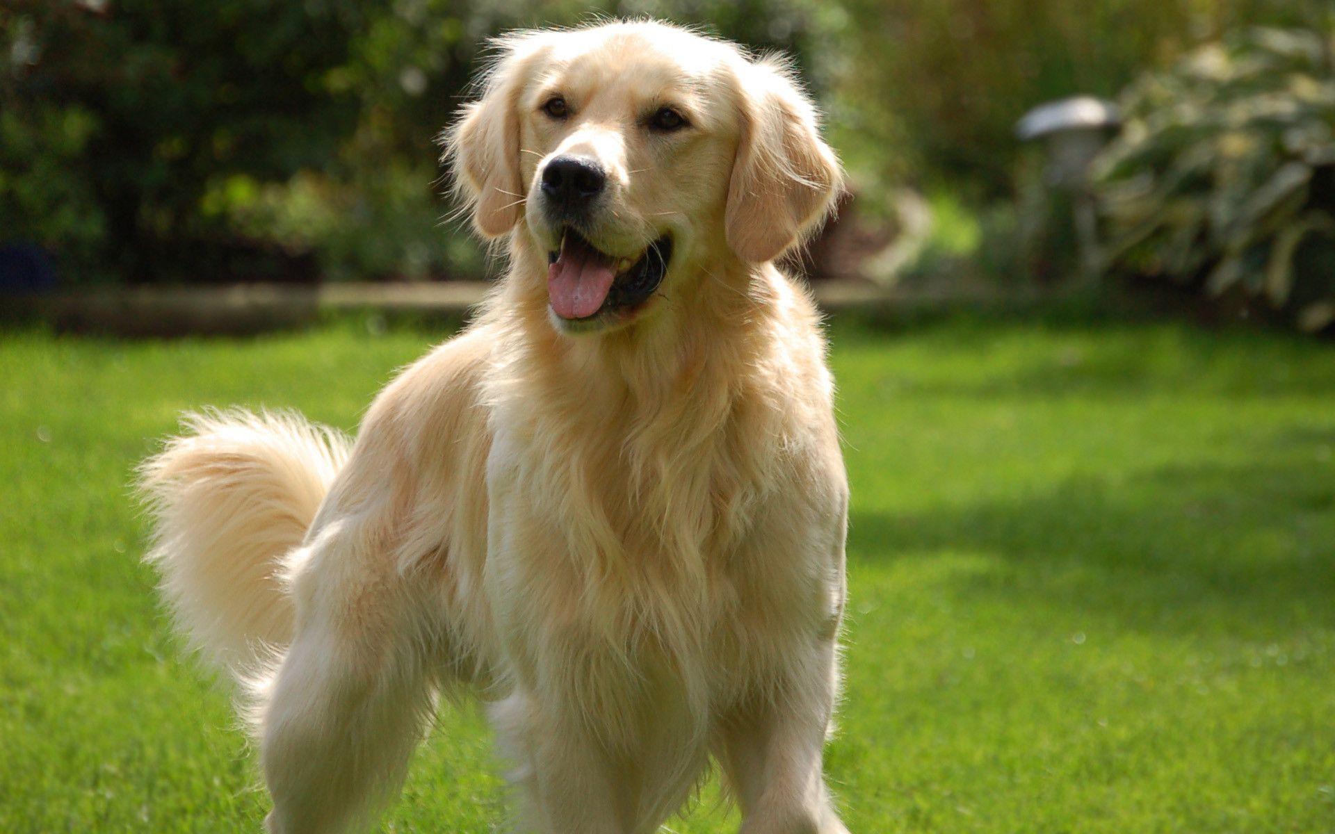 Golden Retriever Hd Hawkeye Wallpapers