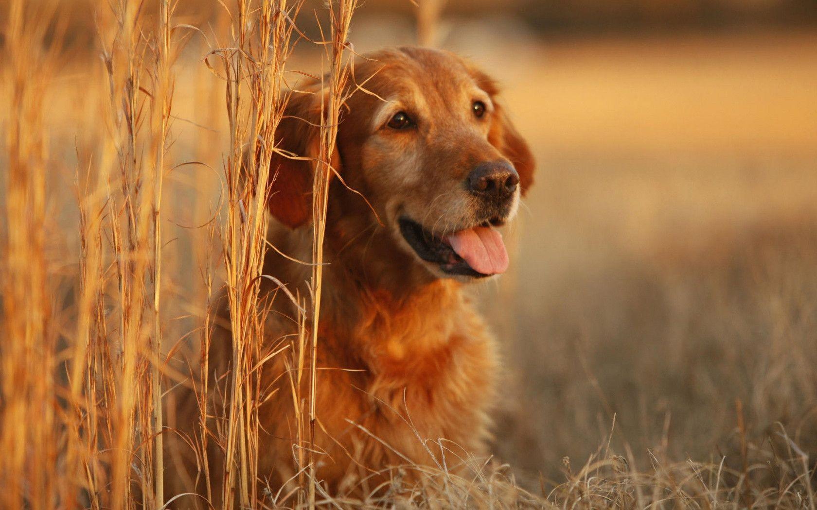 Golden Retriever Hd Hawkeye Wallpapers