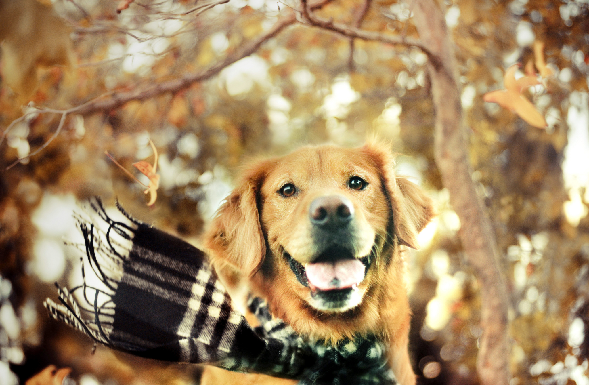 Golden Retriever Hd Hawkeye Wallpapers