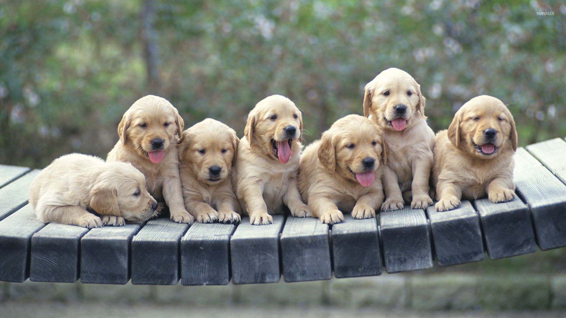 Golden Retriever Puppies Wallpapers