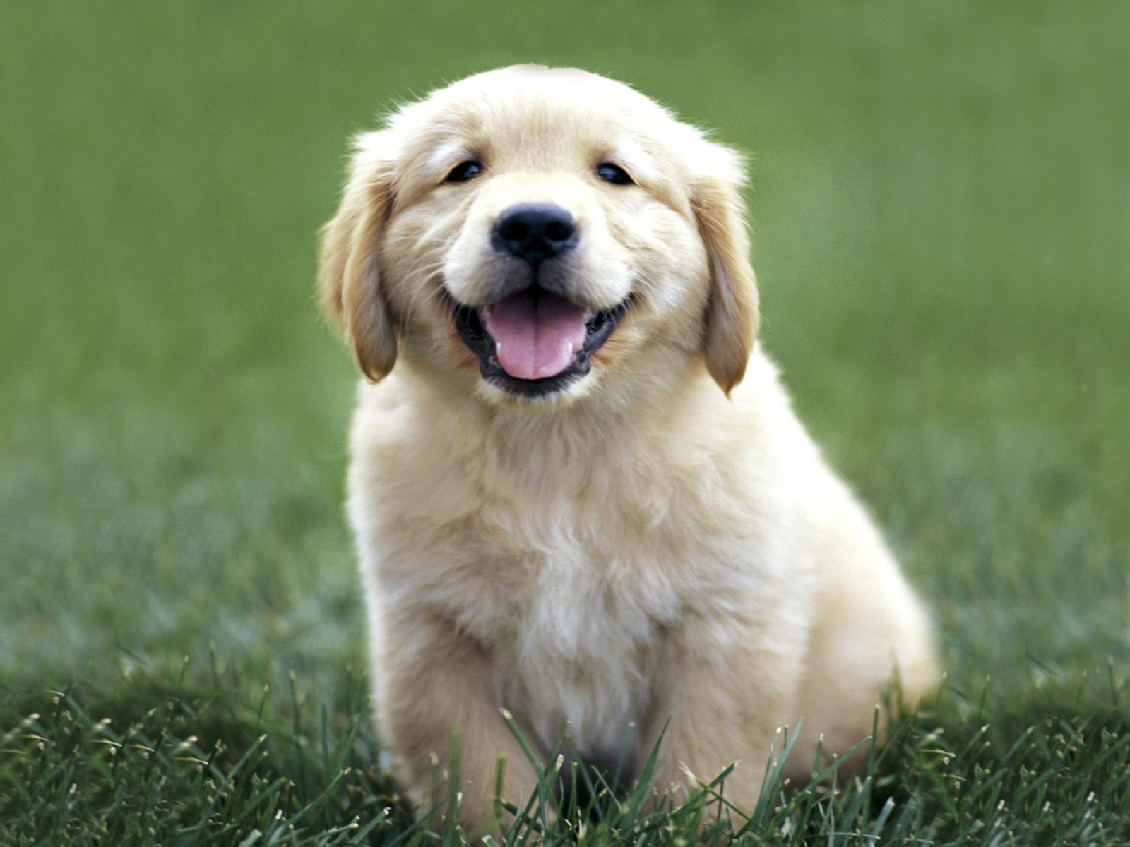 Golden Retriever Puppies Wallpapers