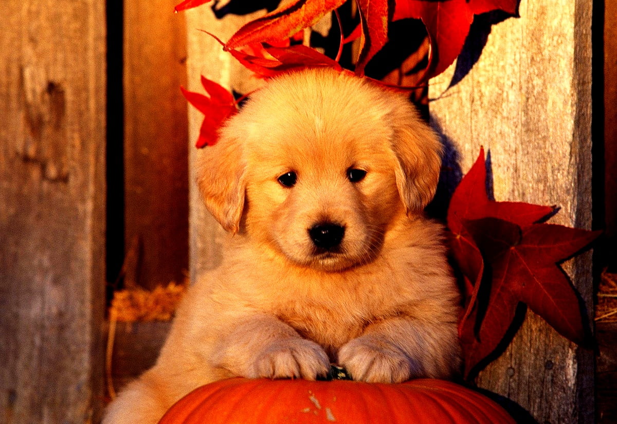 Golden Retriever Puppies Wallpapers