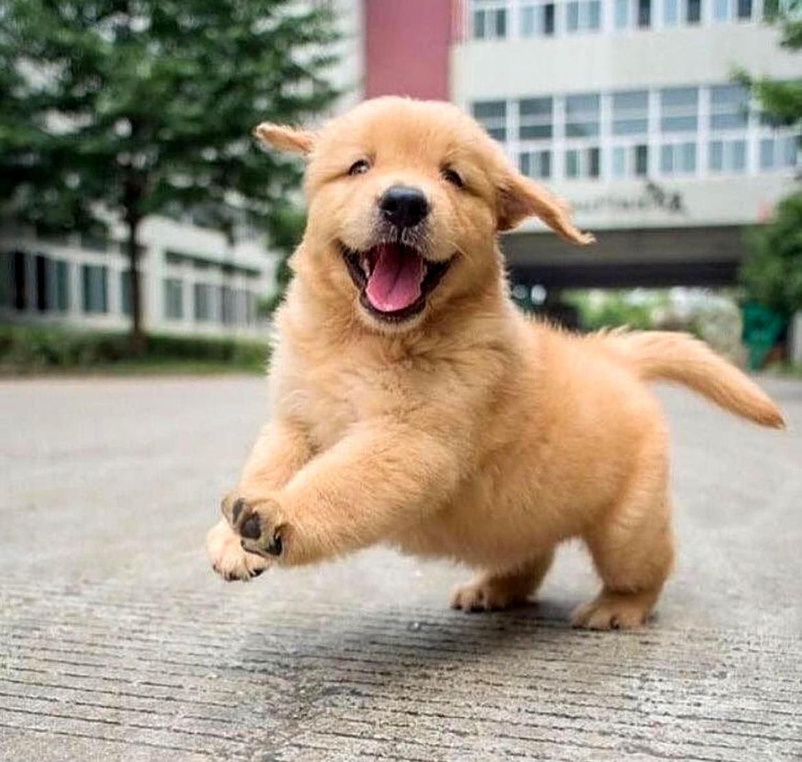 Golden Retriever Puppies Wallpapers