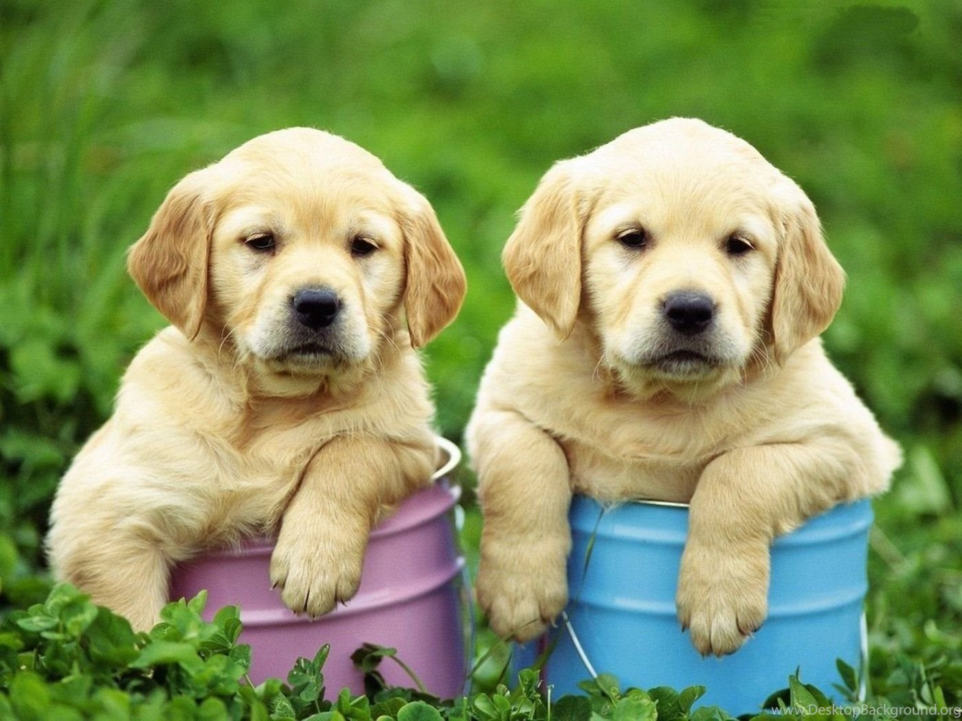 Golden Retriever Puppies Wallpapers