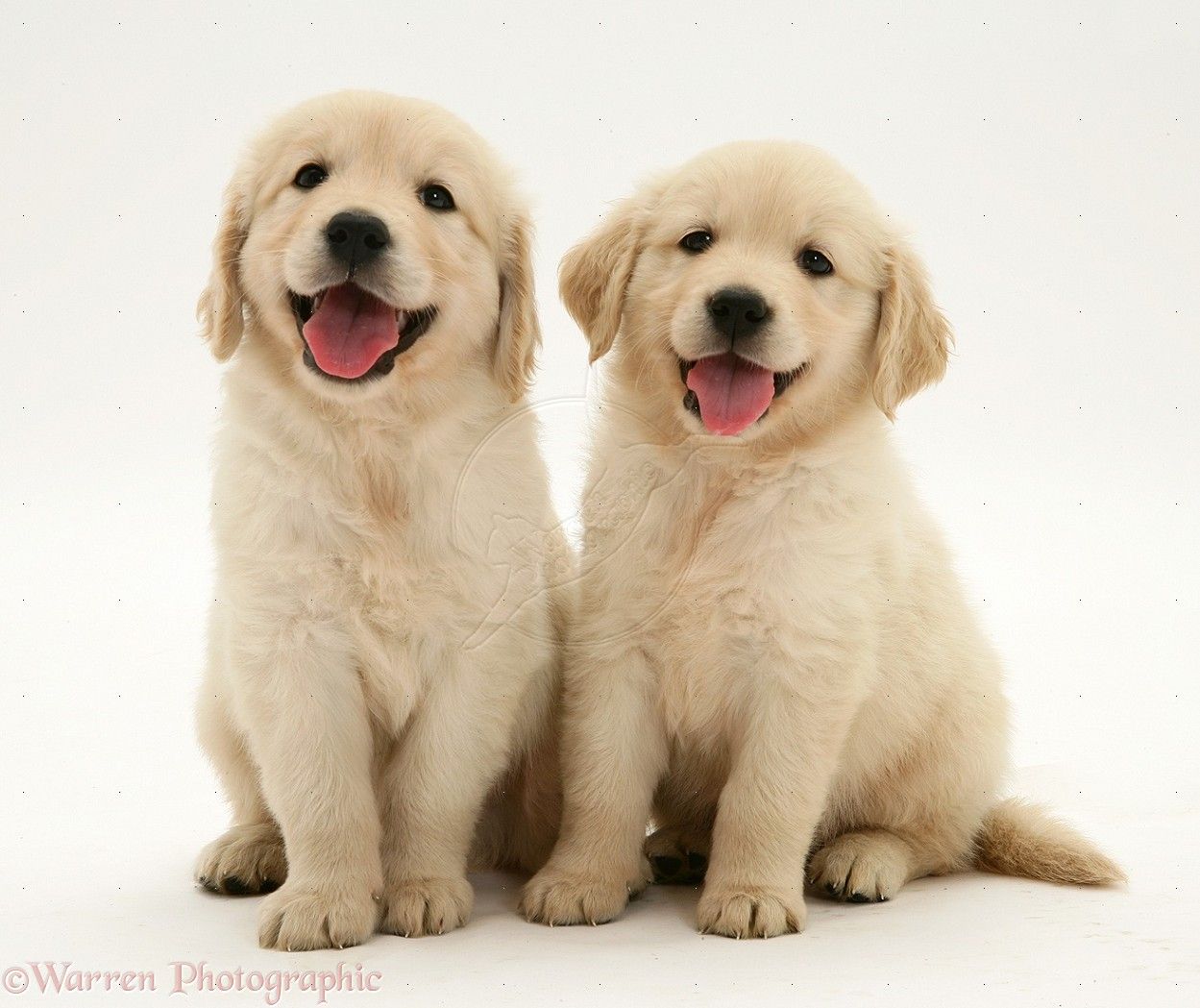 Golden Retriever Puppies Wallpapers