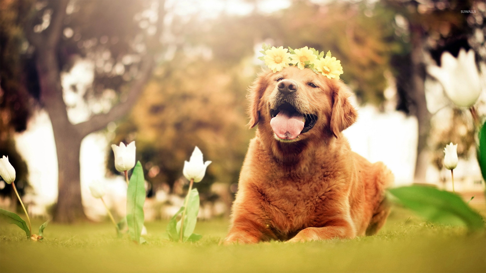 Golden Retriever Puppies Wallpapers