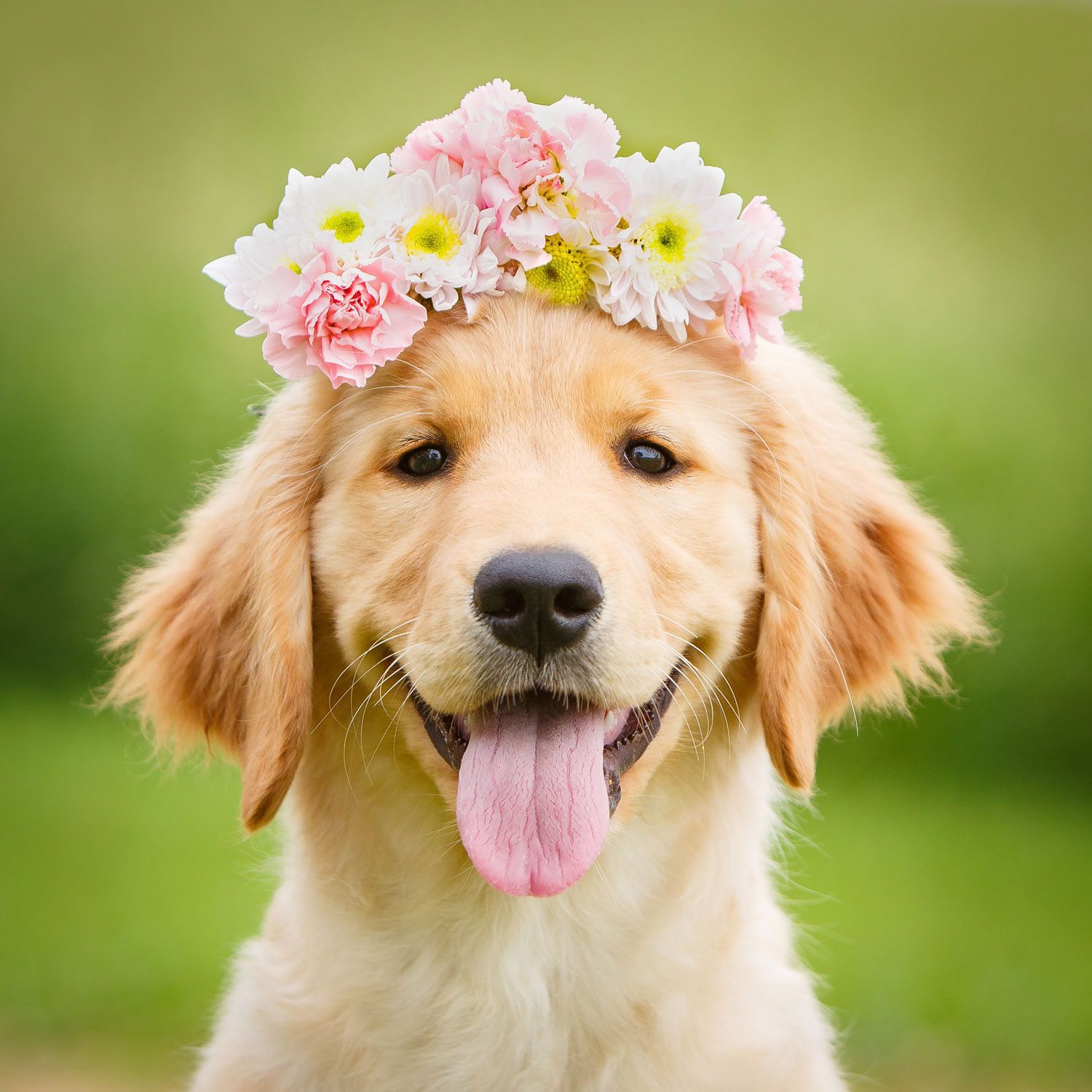 Golden Retriever Puppies Wallpapers