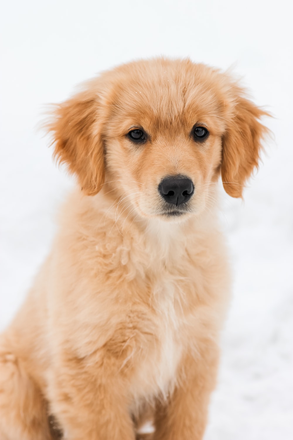 Golden Retriever Puppies Wallpapers