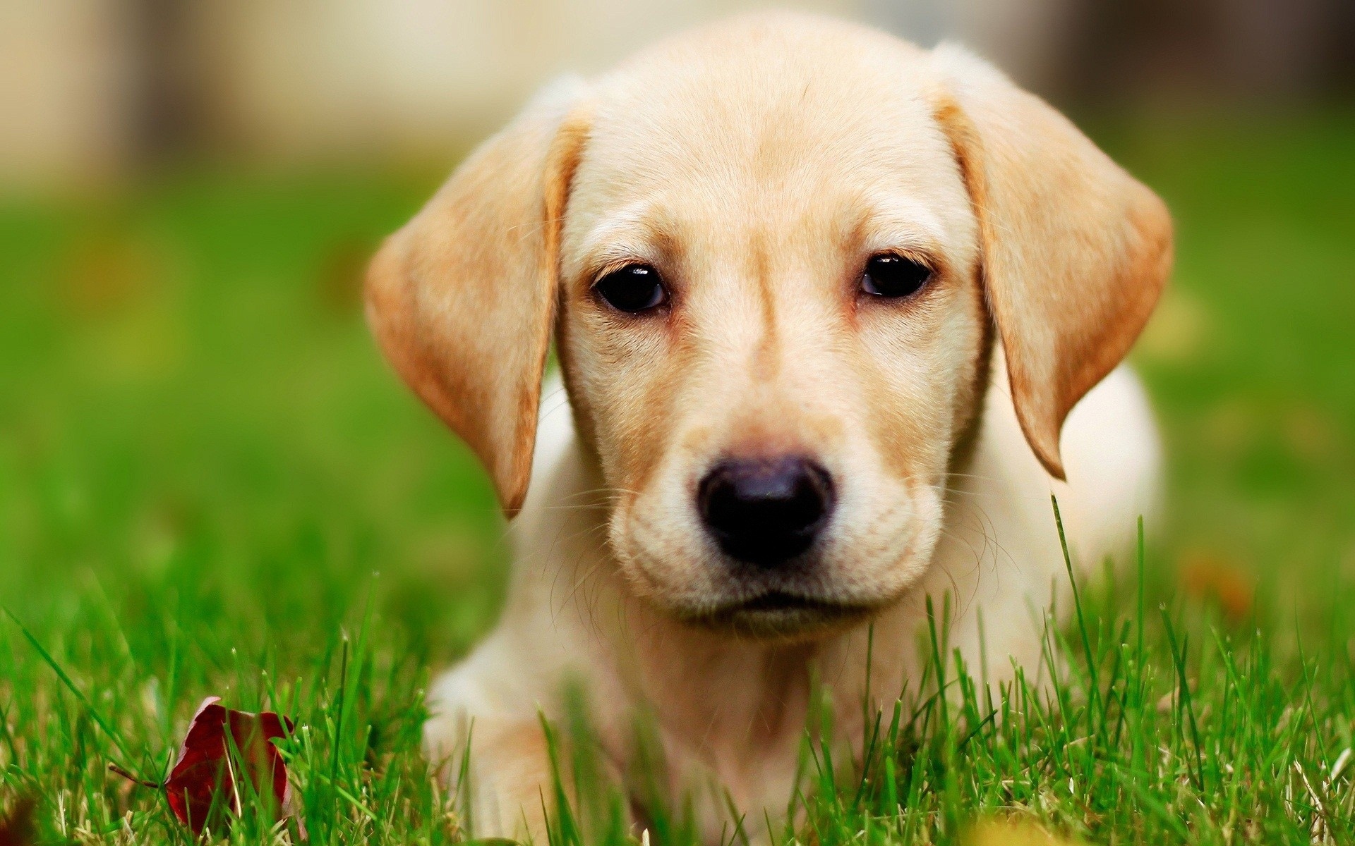 Golden Retriever Puppies Wallpapers