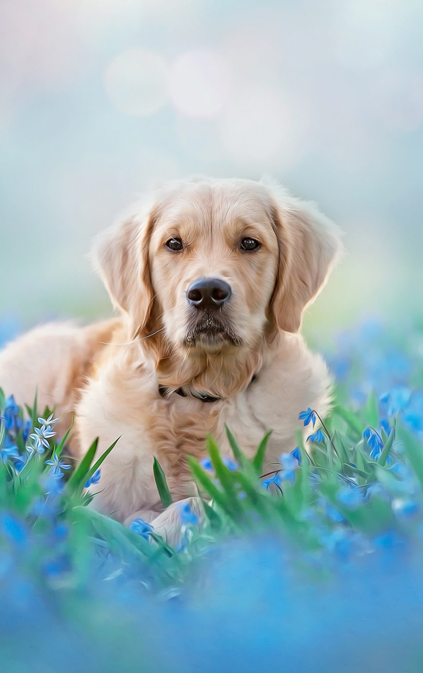 Golden Retriever Wallpapers