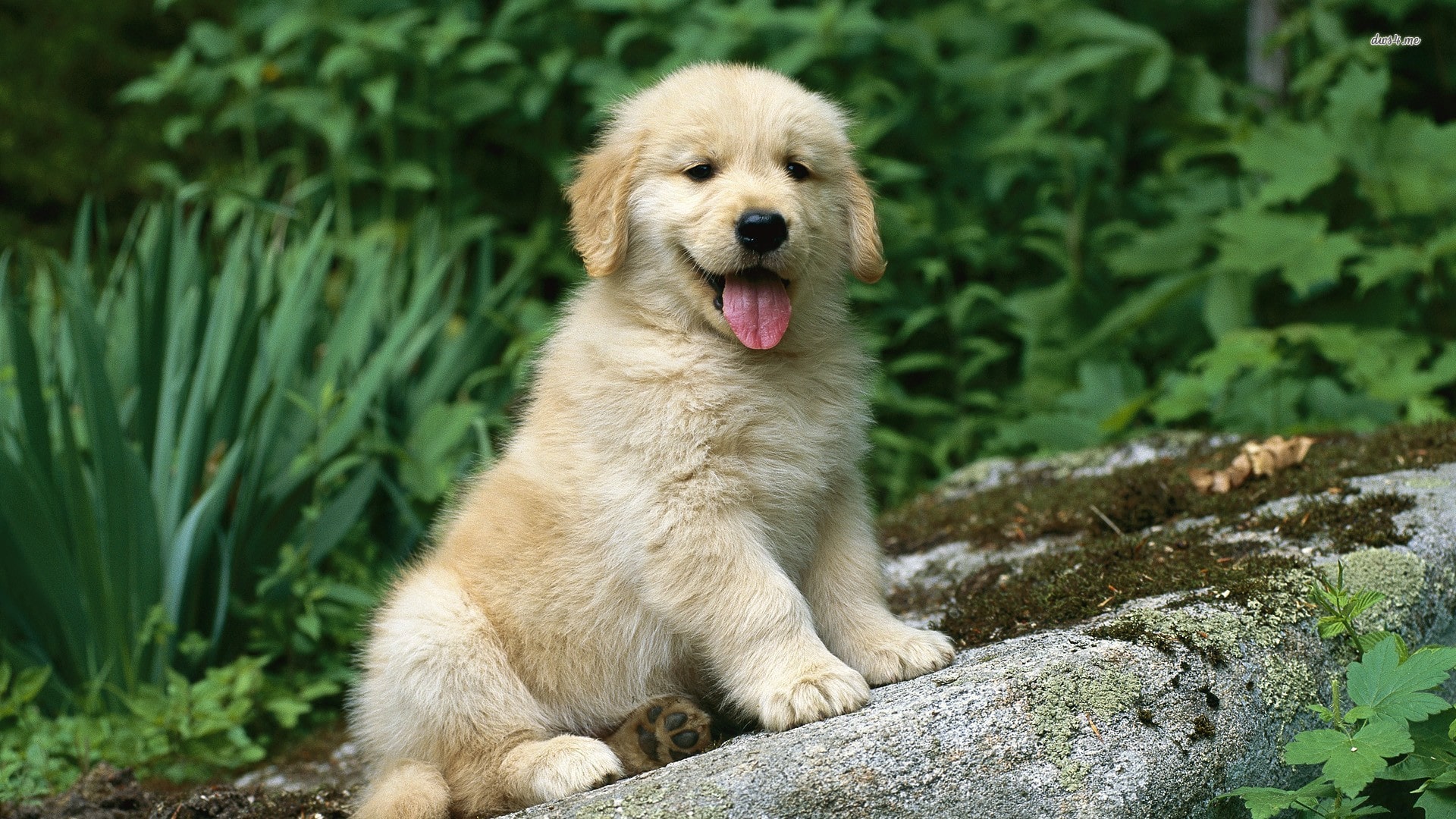 Golden Retriever Wallpapers