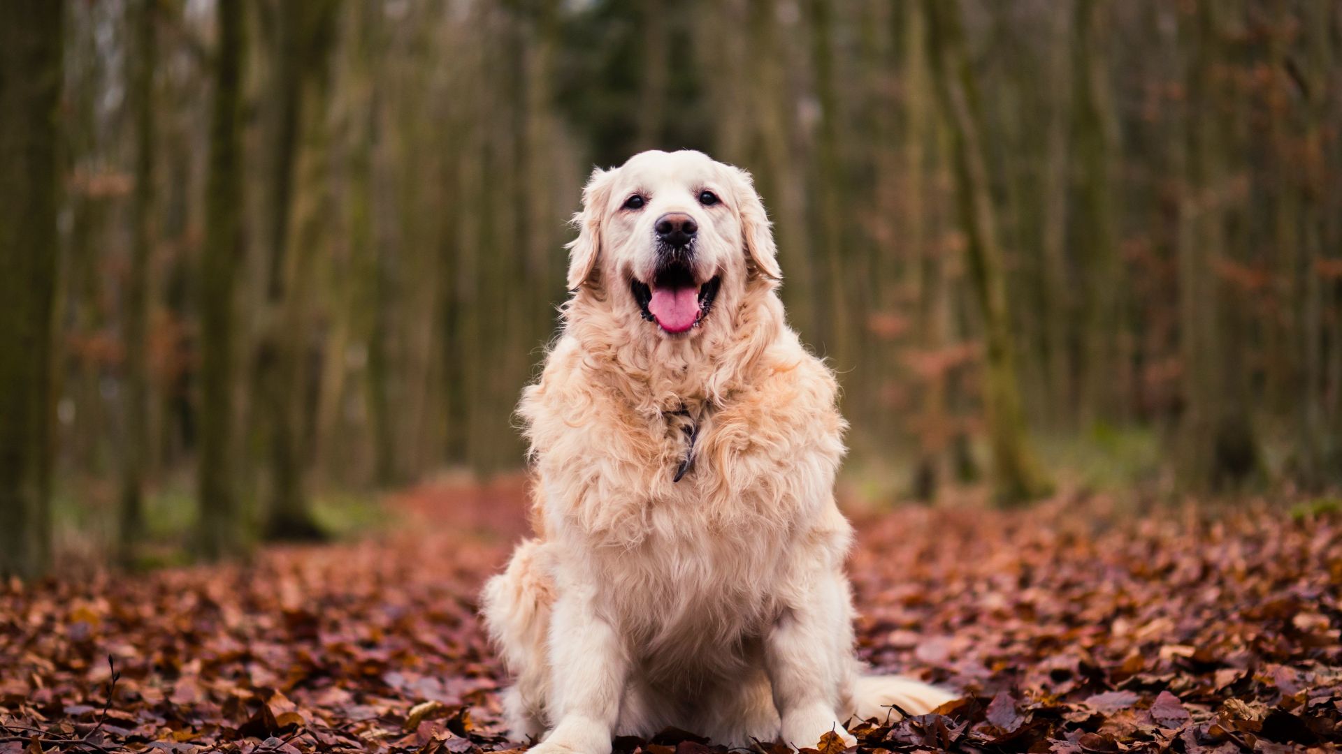 Golden Retriever Wallpapers