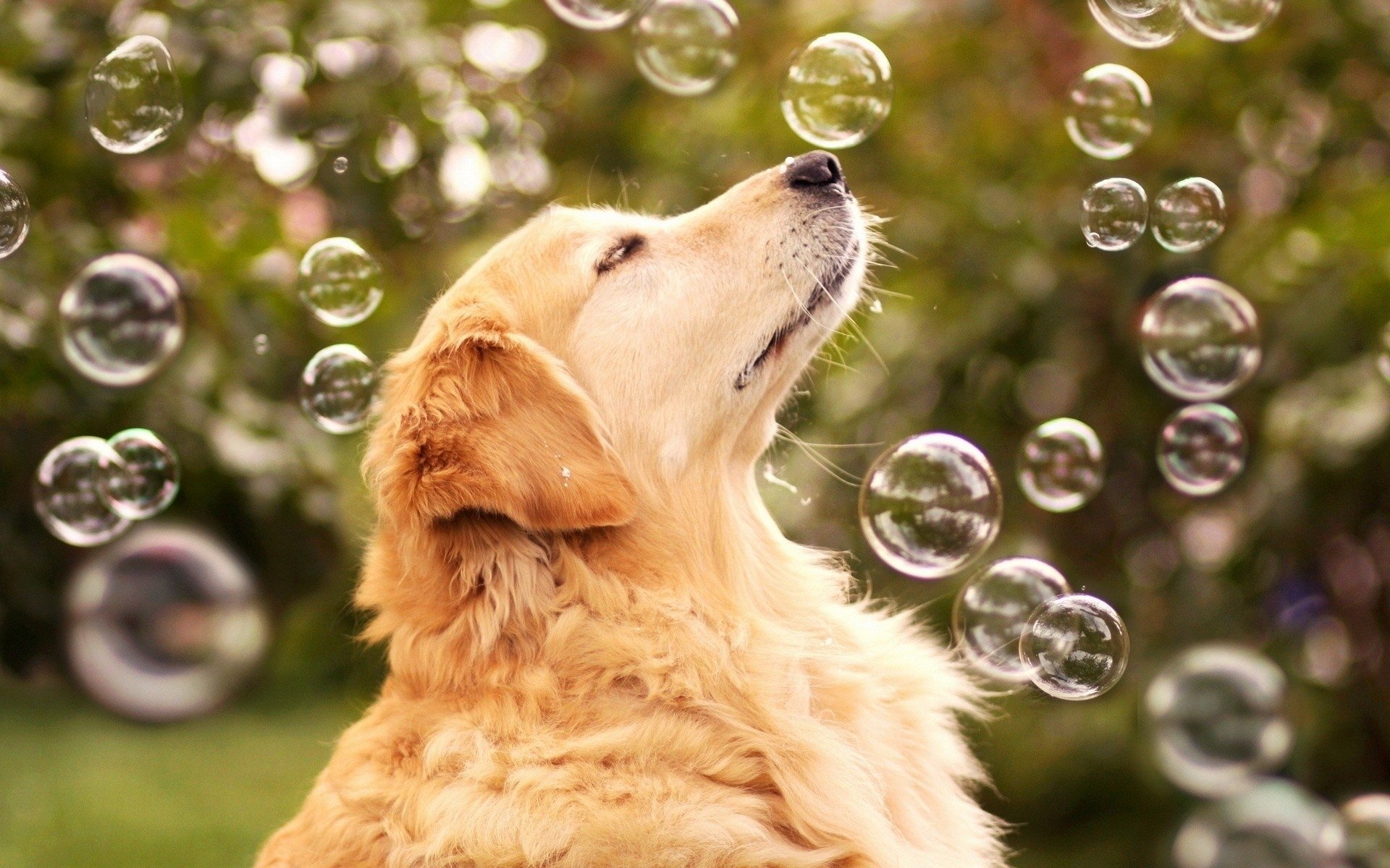 Golden Retriever Wallpapers