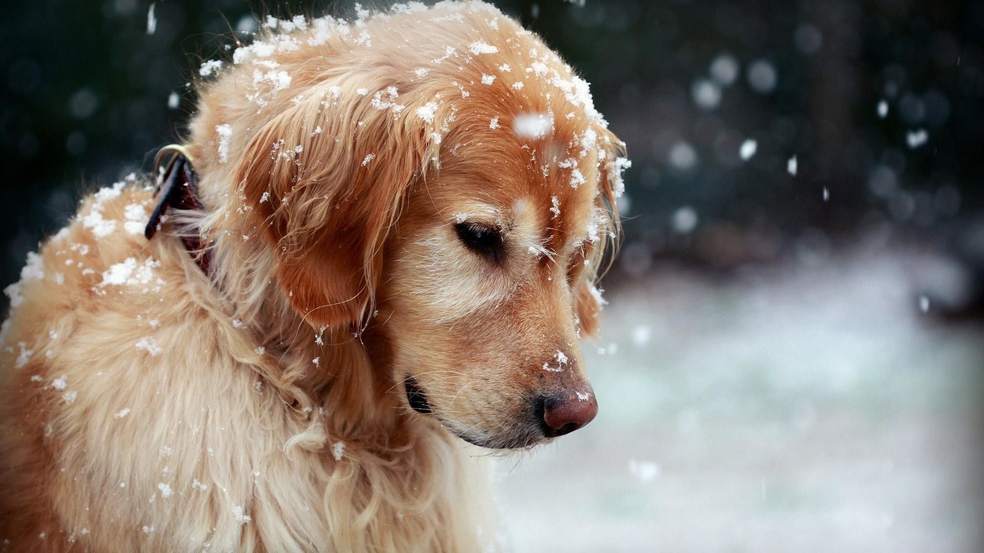 Golden Retriever Wallpapers