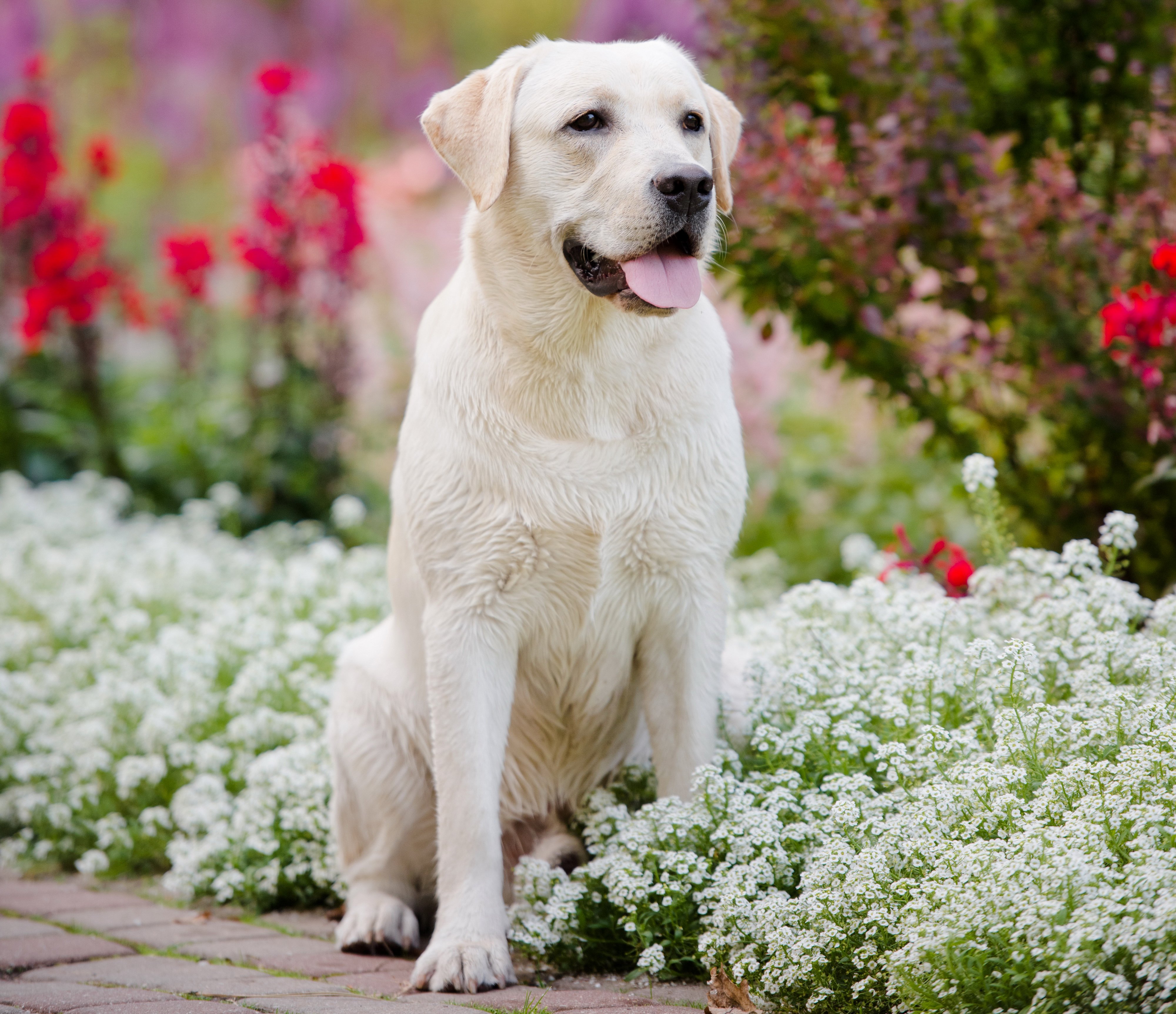 Golden Retriever Wallpapers