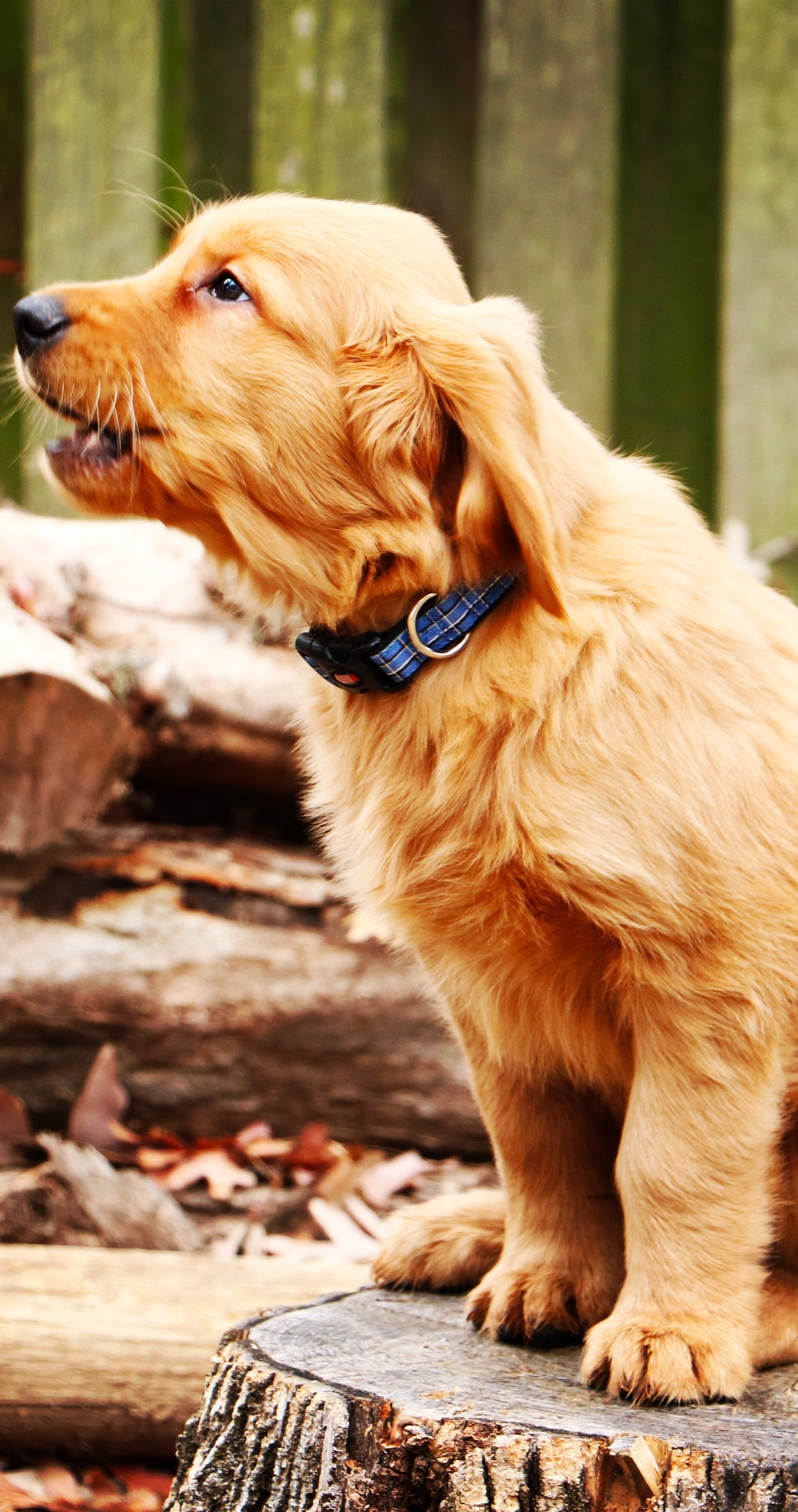 Golden Retriever Wallpapers