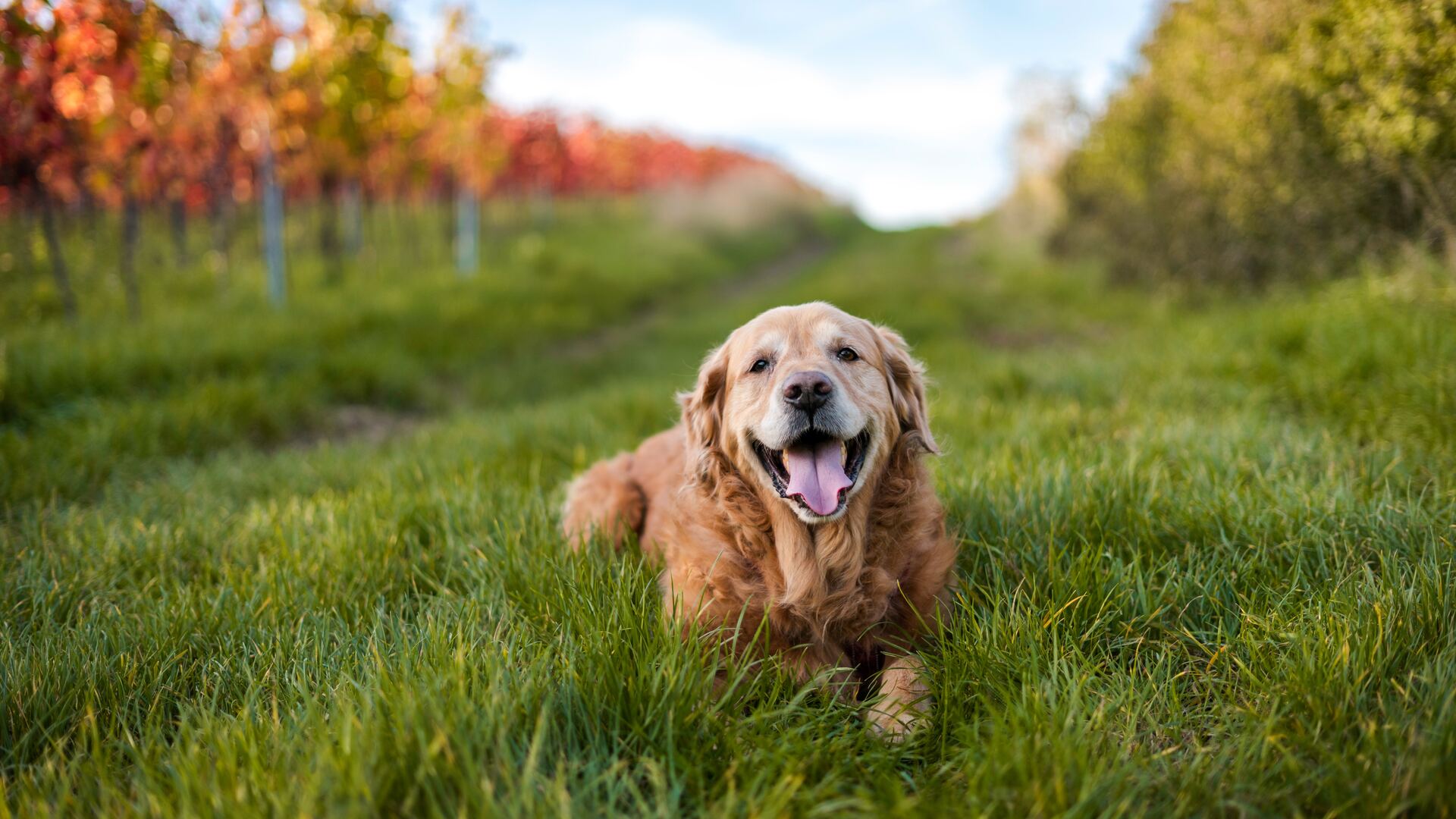 Golden Retriever Wallpapers