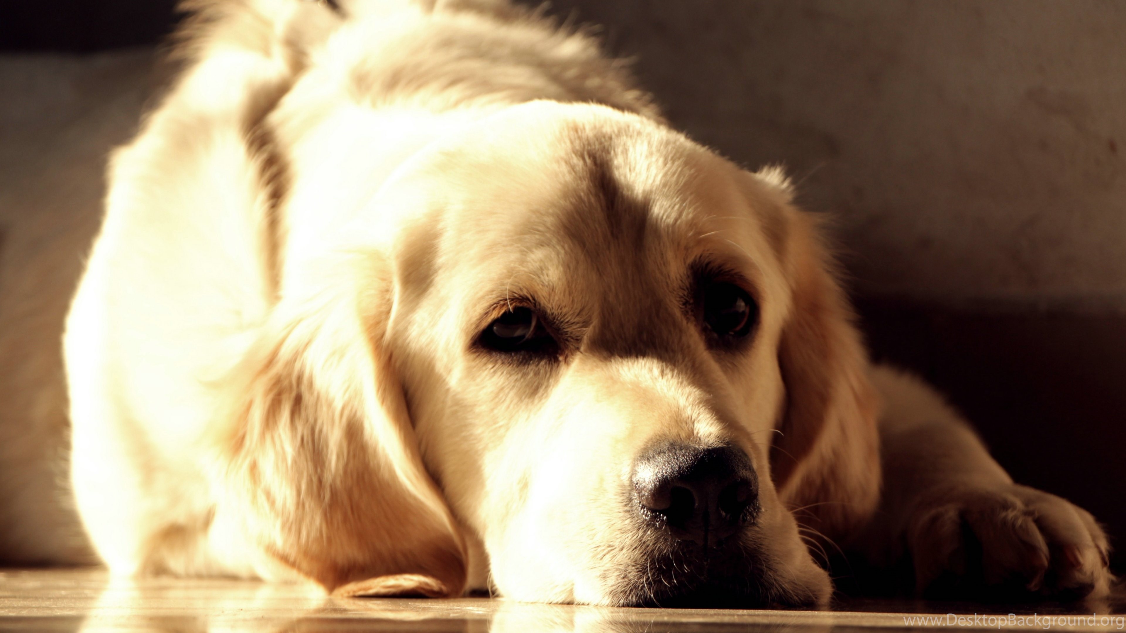 Golden Retriever Wallpapers