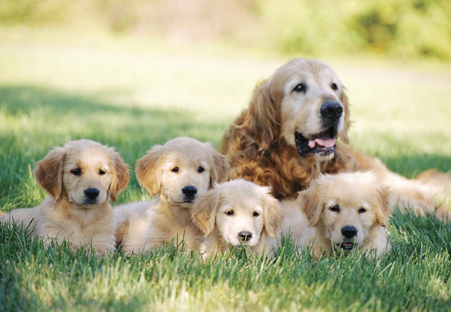 Golden Retriever Wallpapers