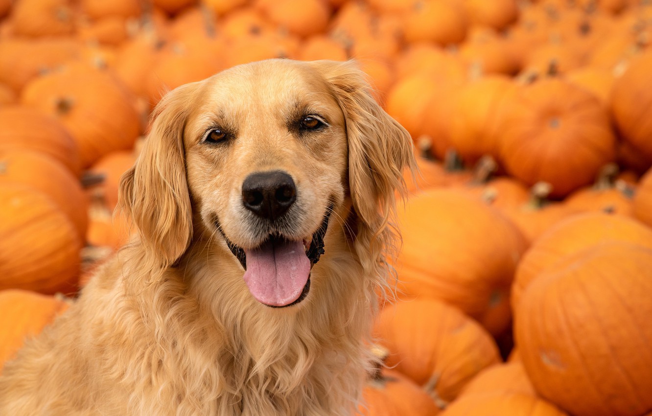 Golden Retriever Wallpapers