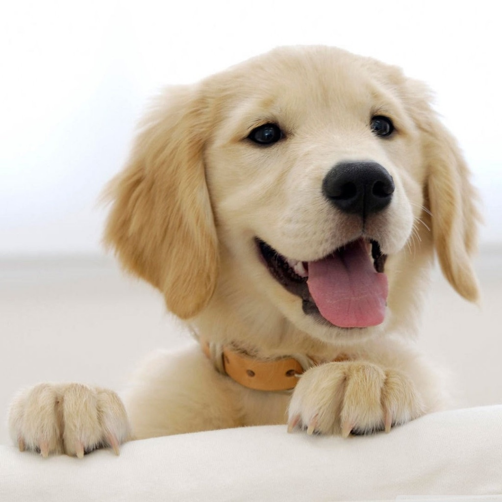 Golden Retriever Wallpapers