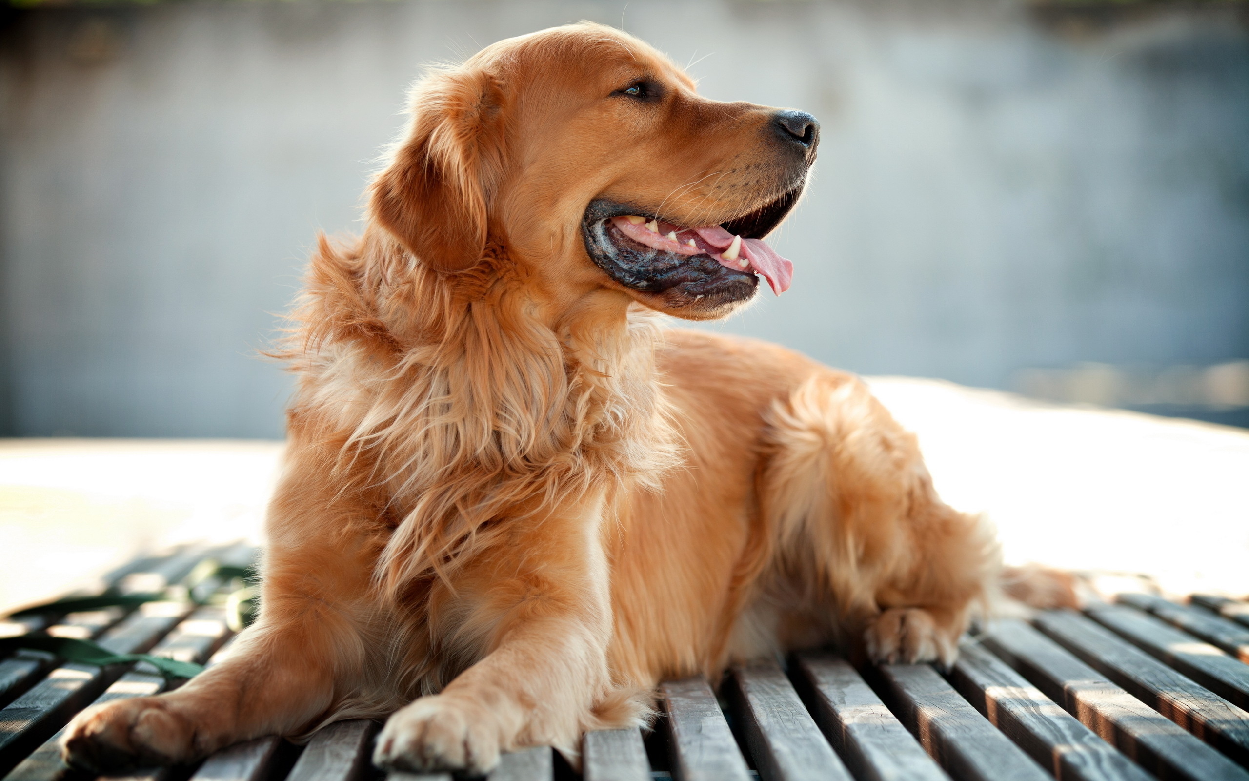 Golden Retriever Wallpapers