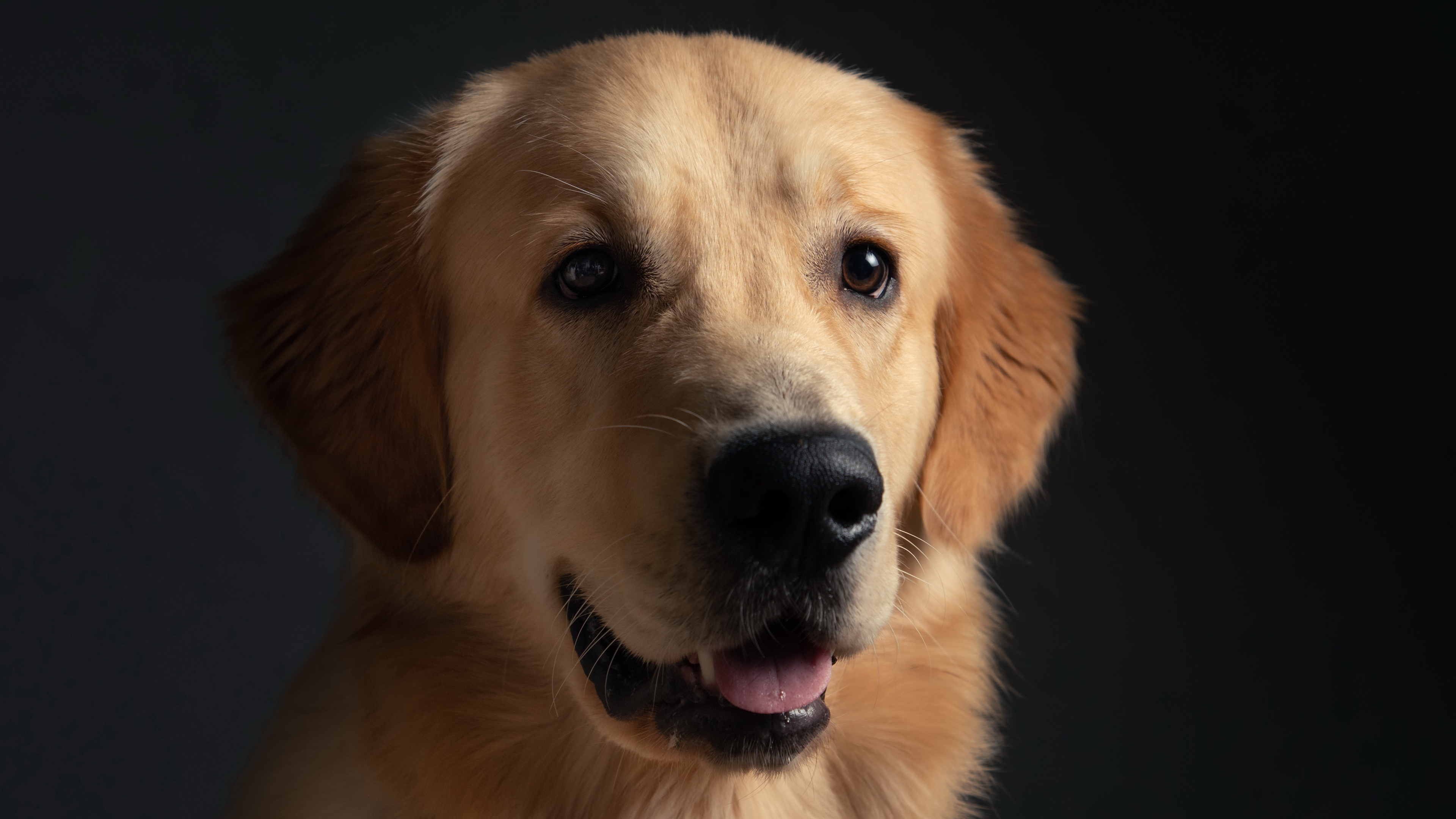 Golden Retriever Wallpapers