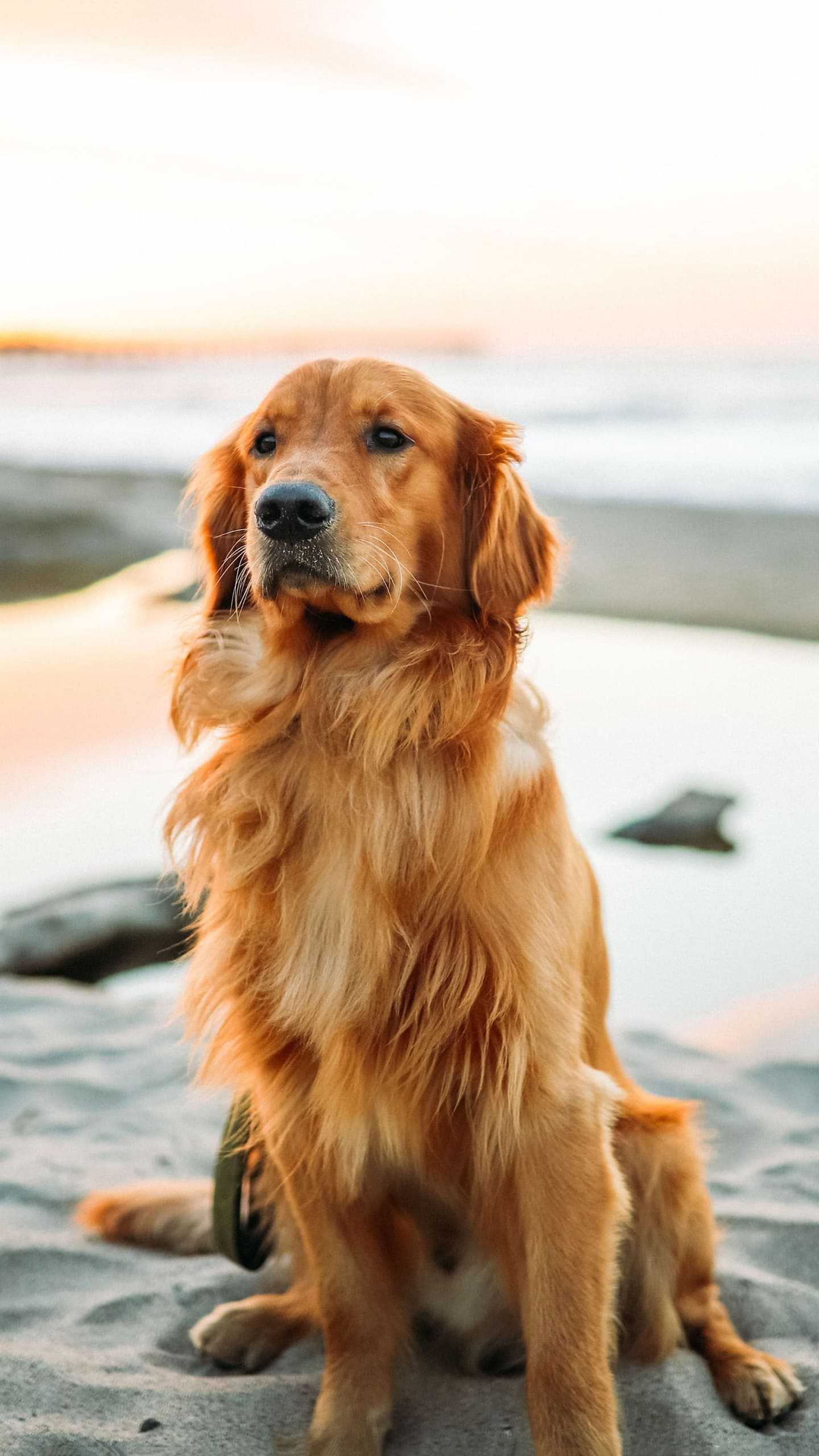 Golden Retriever Wallpapers