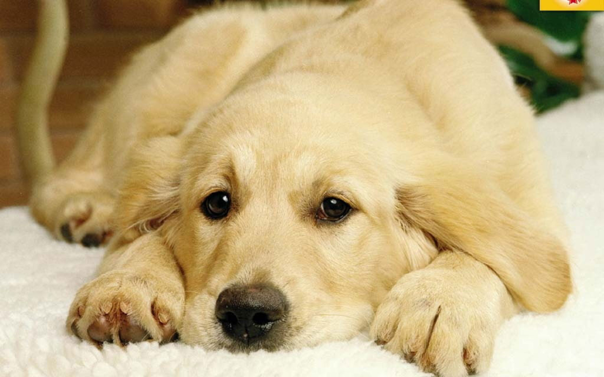 Golden Retriever Wallpapers