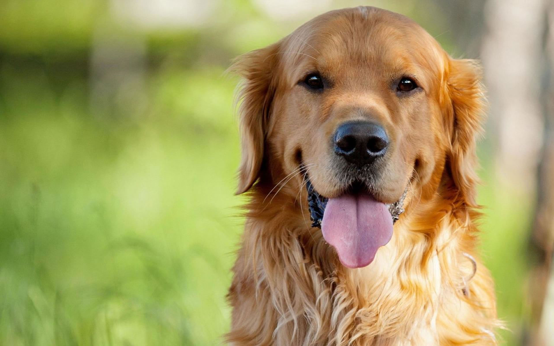 Golden Retriever Wallpapers