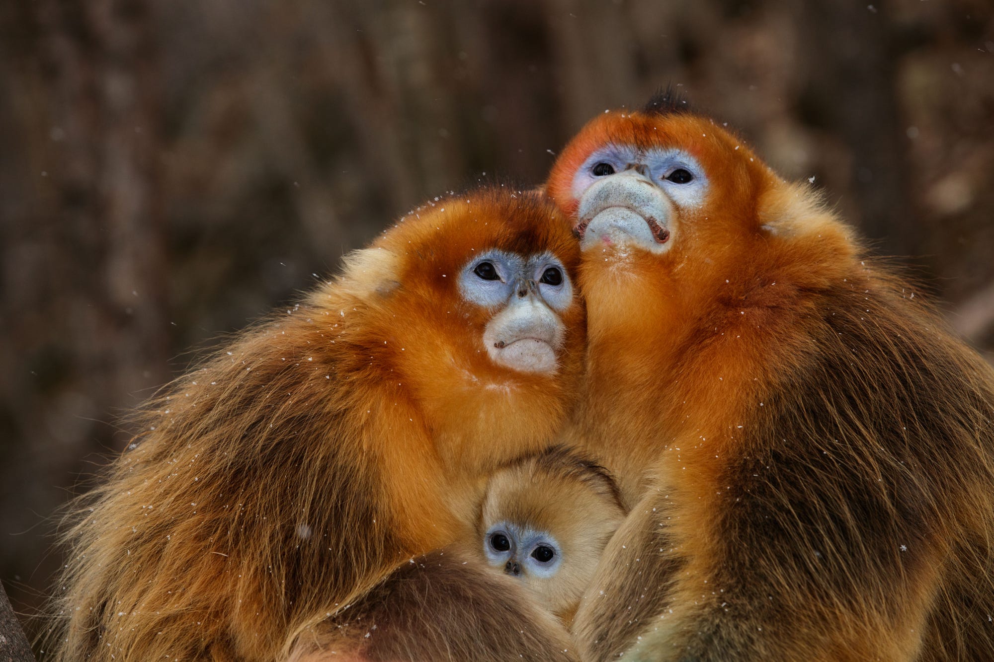 Golden Snub-Nosed Monkey Wallpapers