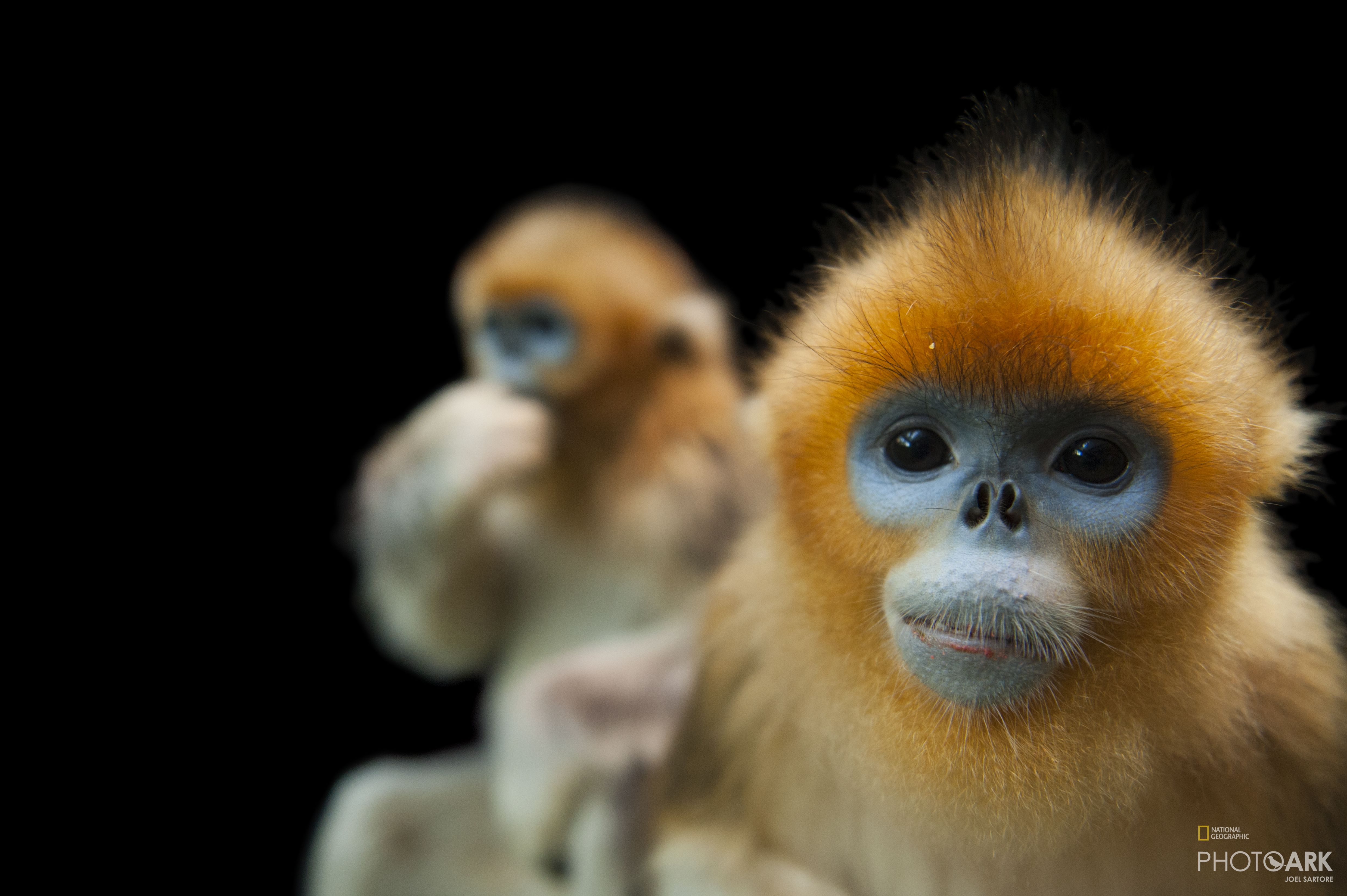 Golden Snub-Nosed Monkey Wallpapers