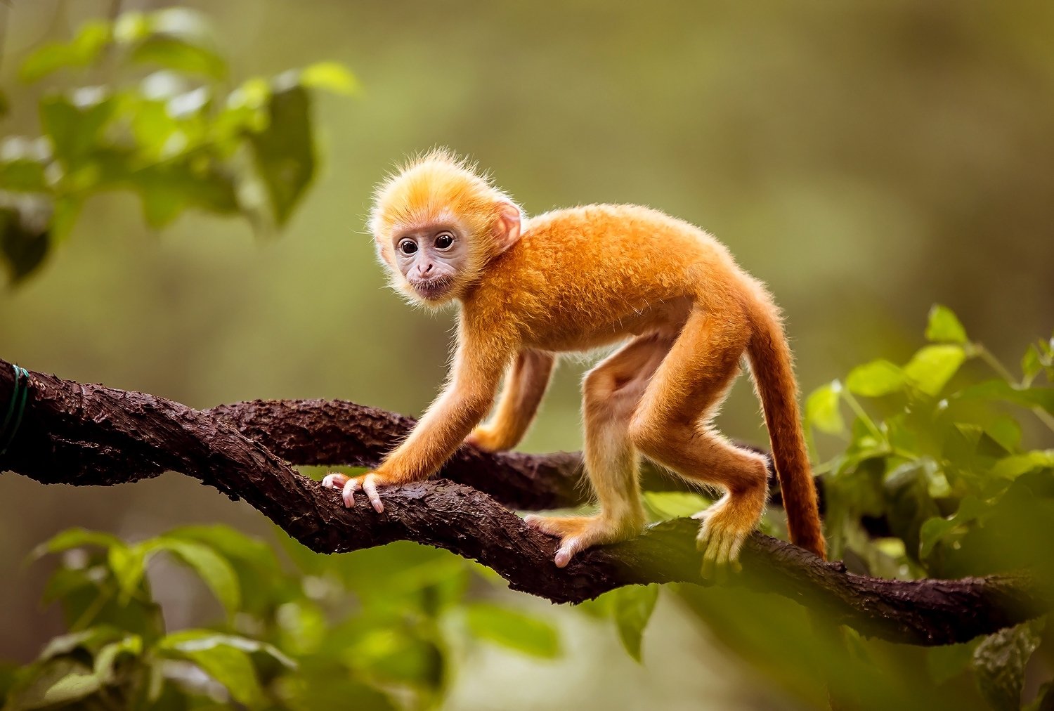 Golden Snub-Nosed Monkey Wallpapers