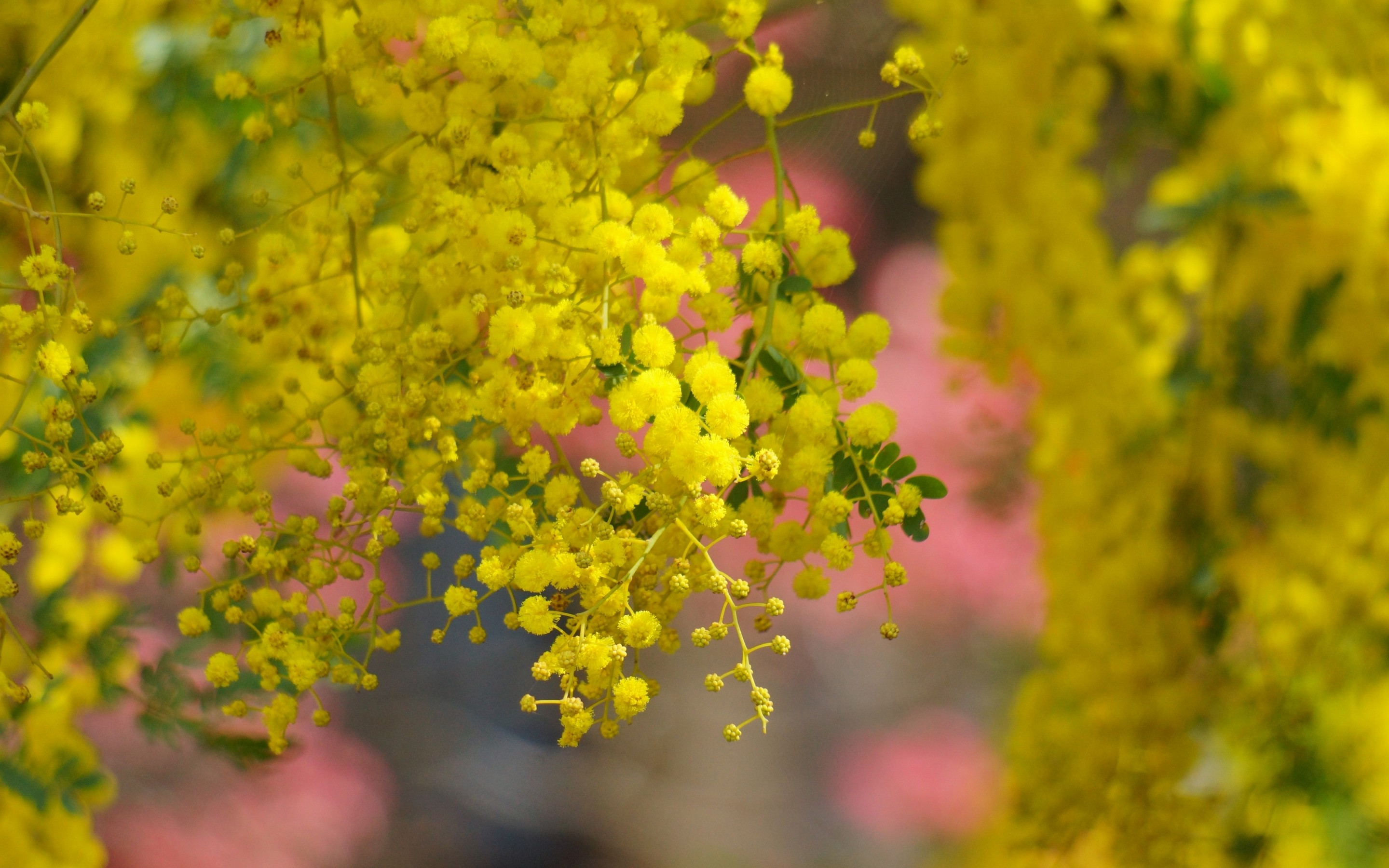 Golden Wattle Wallpapers