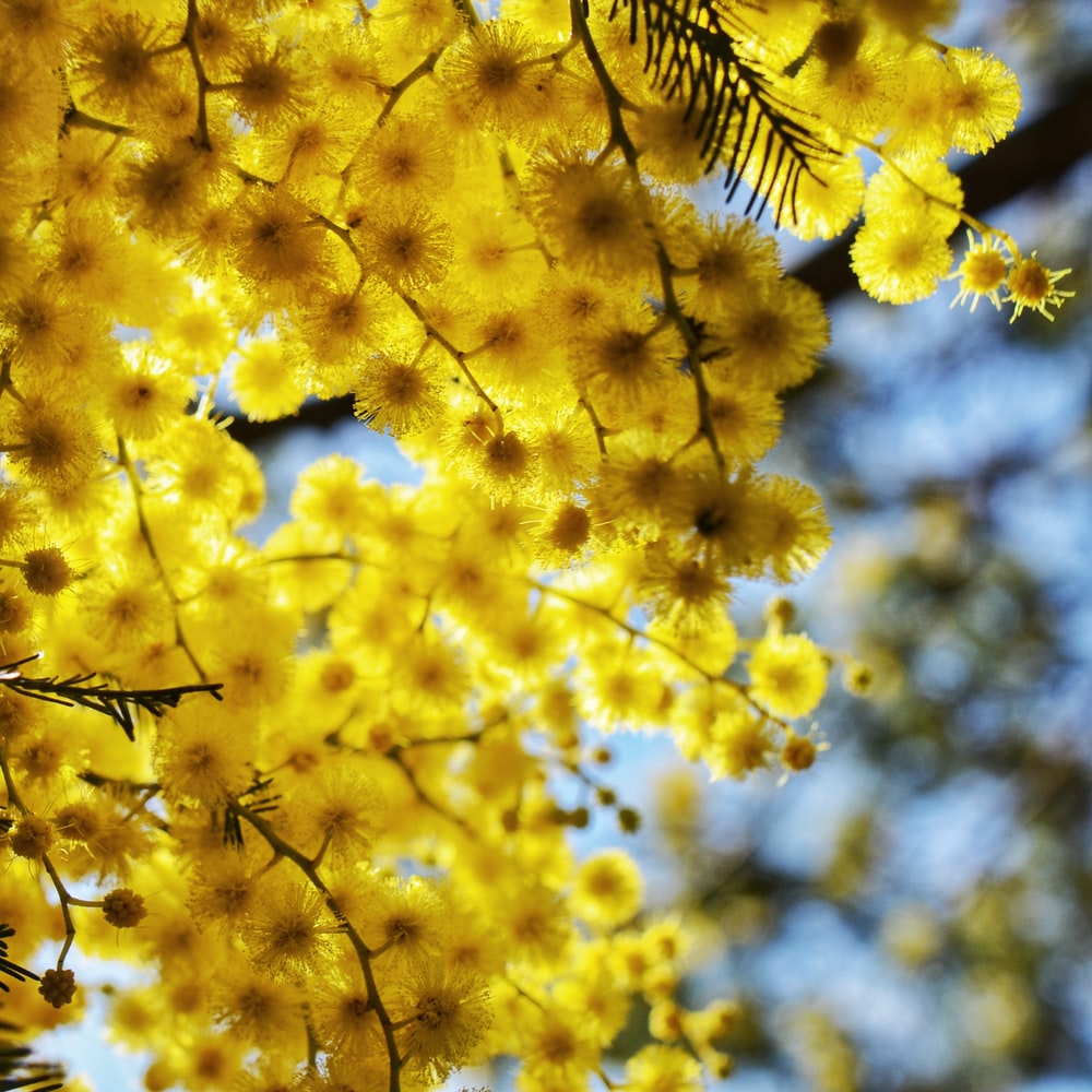 Golden Wattle Wallpapers