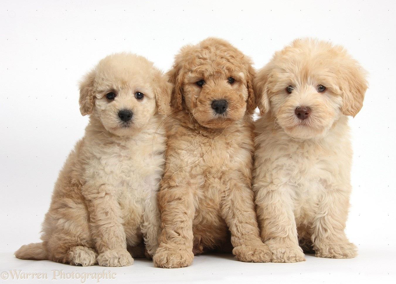 Goldendoodle Wallpapers