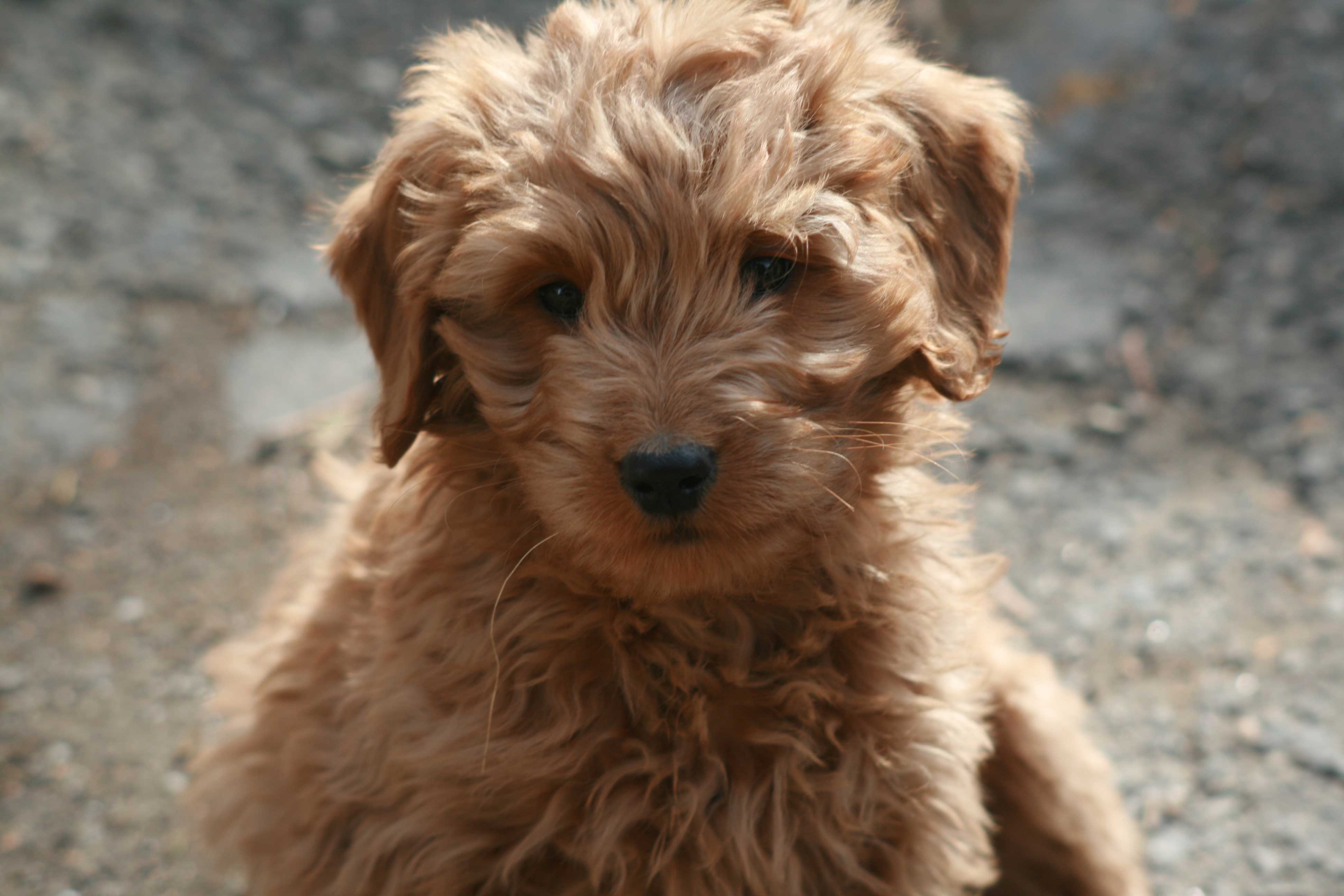 Goldendoodle Wallpapers