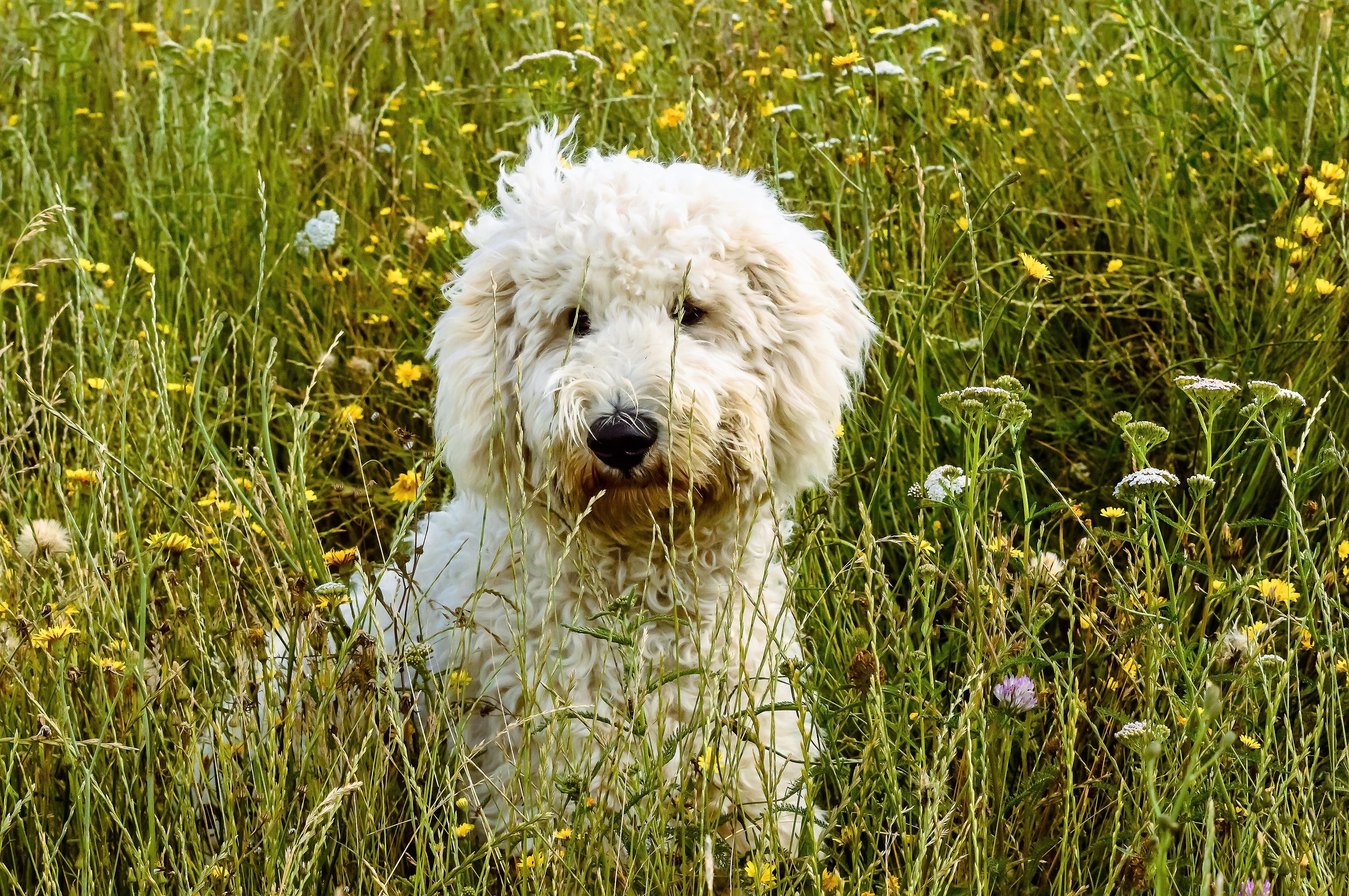 Goldendoodle Wallpapers