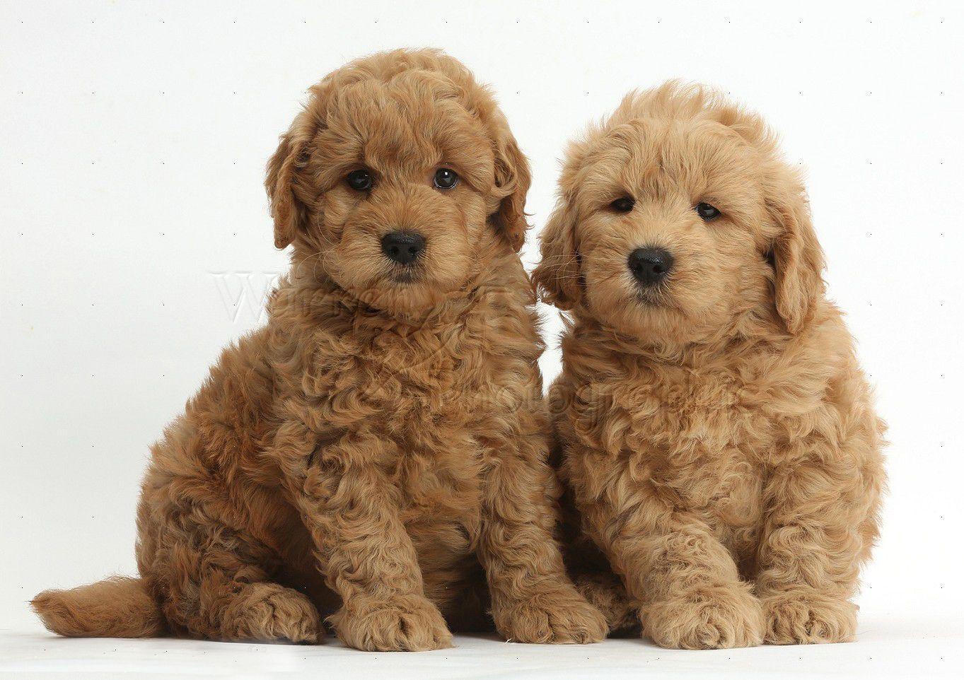 Goldendoodle Wallpapers