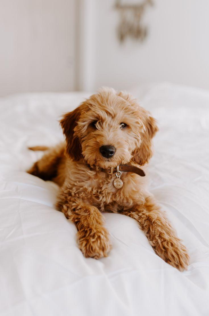 Goldendoodle Wallpapers