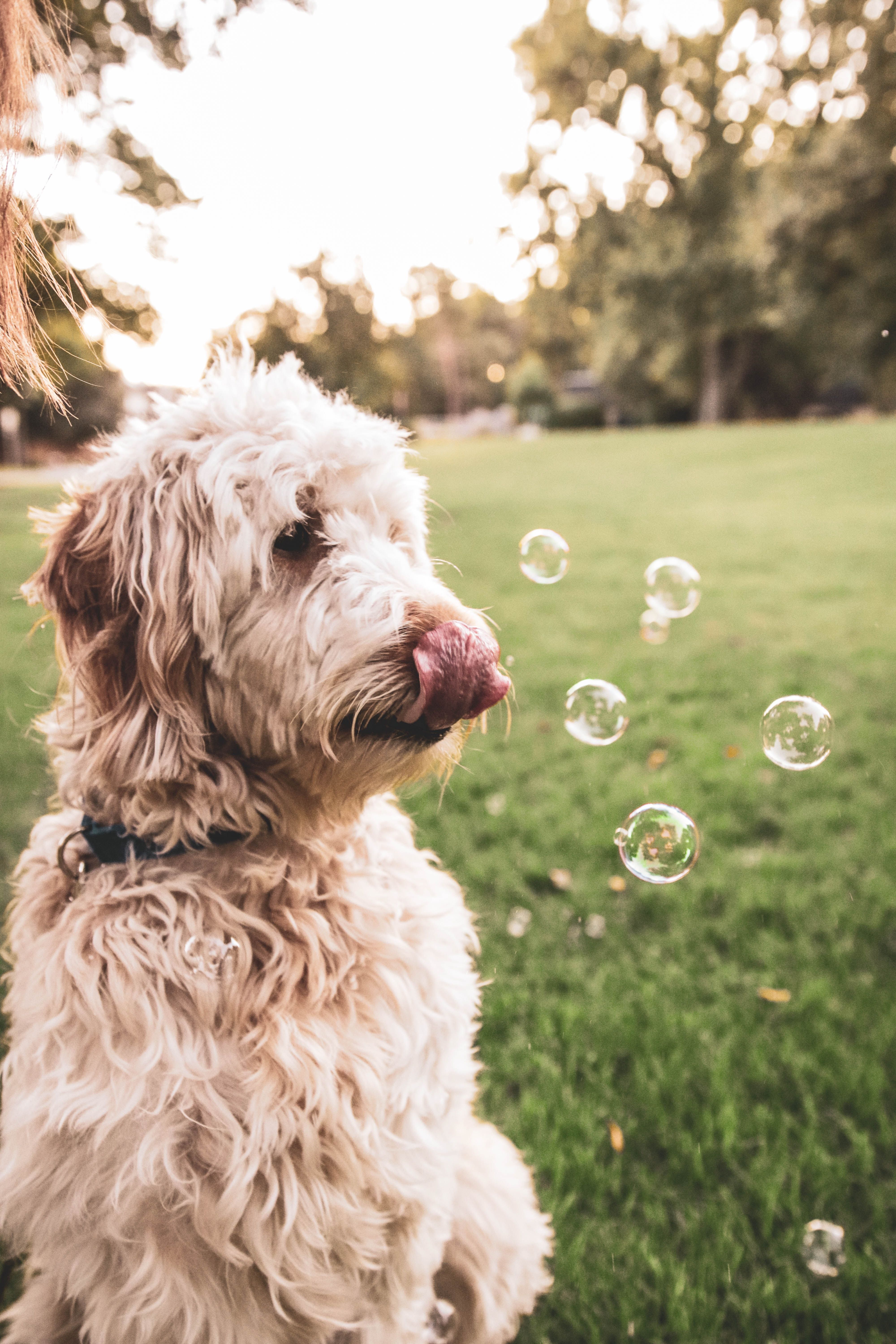 Goldendoodle Wallpapers