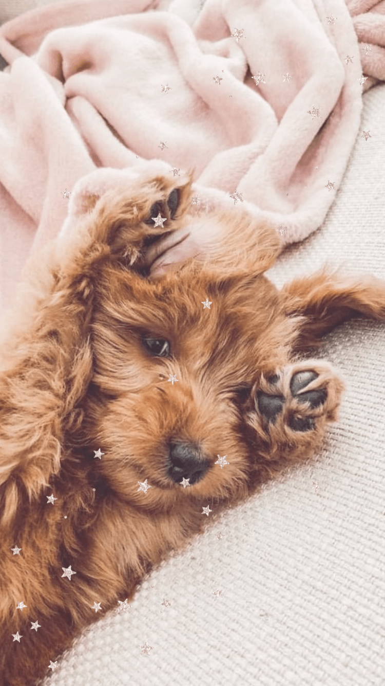 Goldendoodle Wallpapers