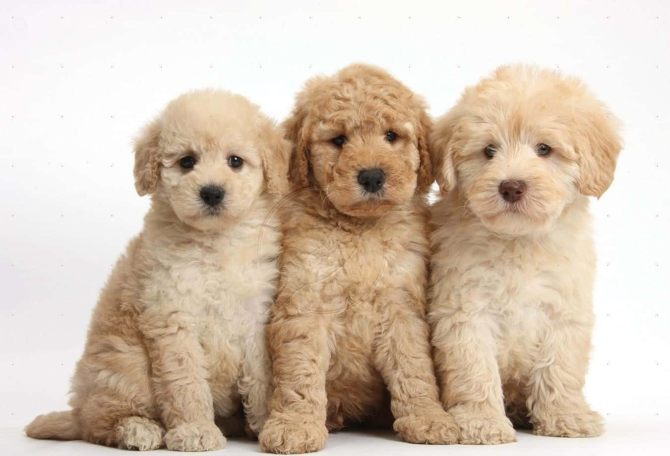 Goldendoodle Wallpapers