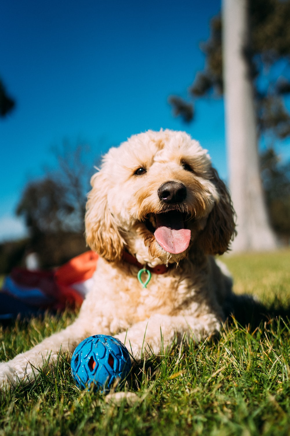 Goldendoodle Wallpapers