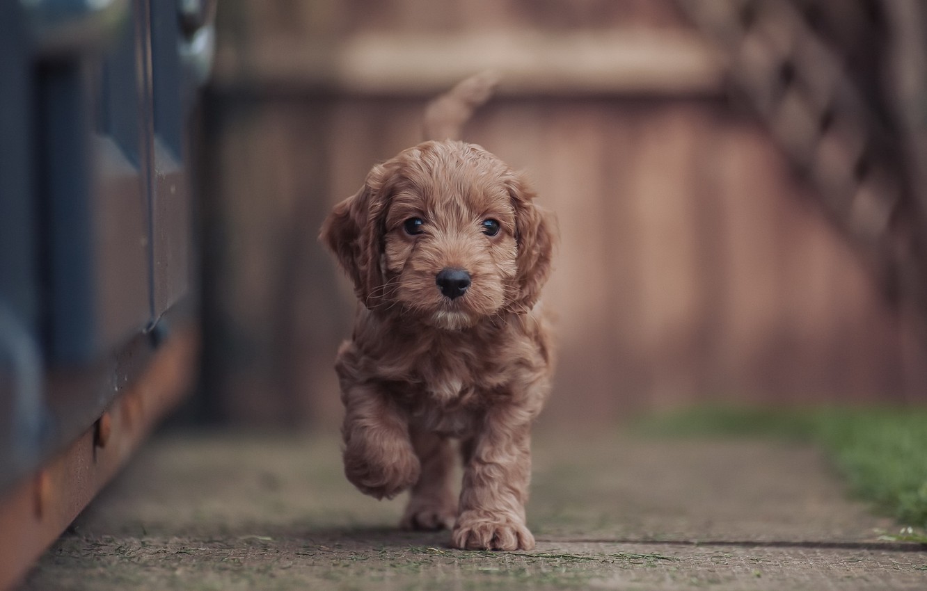 Goldendoodle Wallpapers