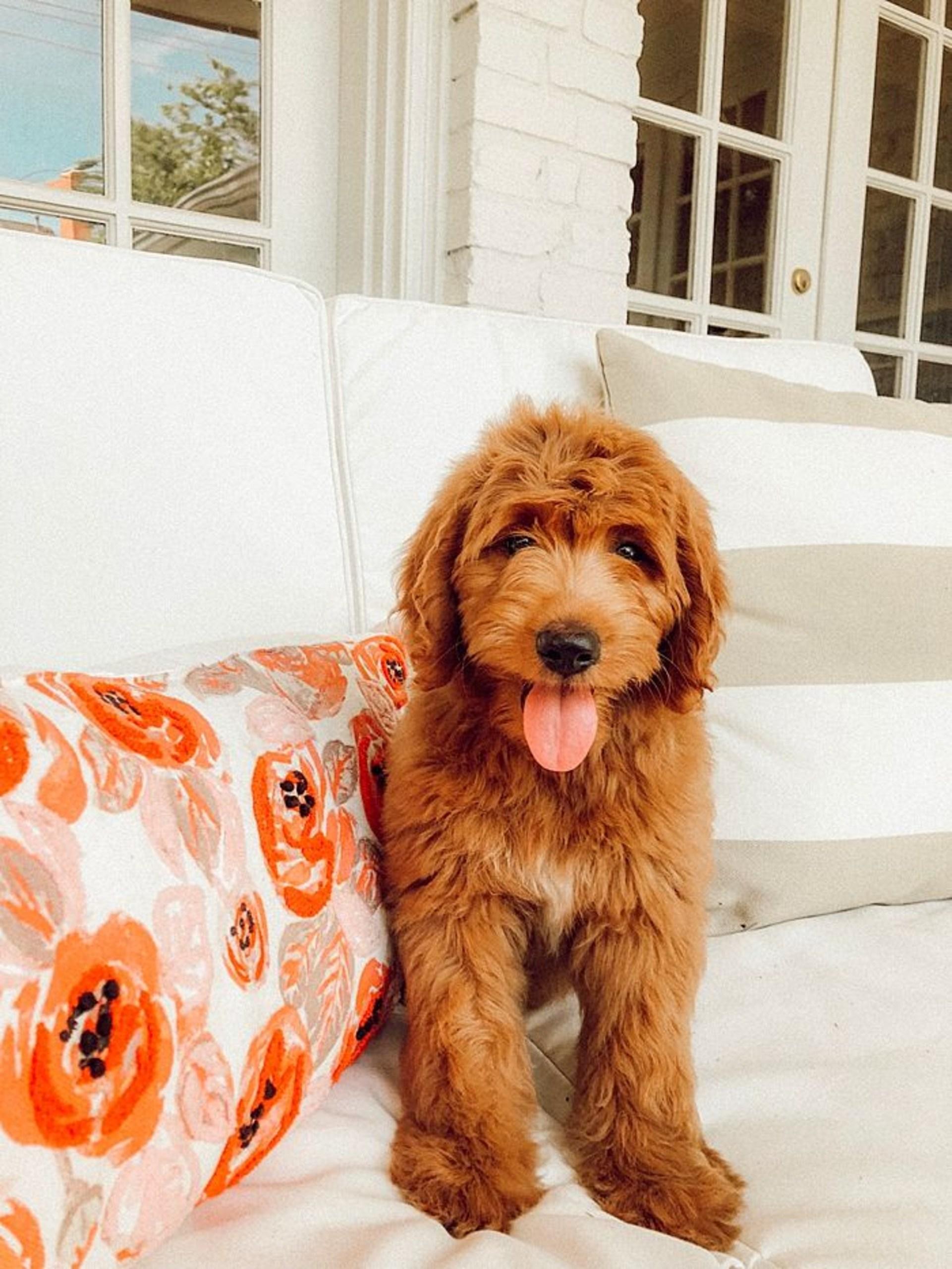 Goldendoodle Wallpapers