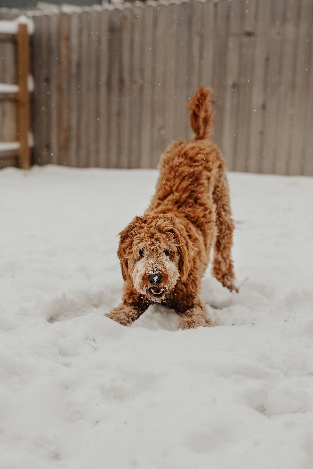 Goldendoodle Wallpapers